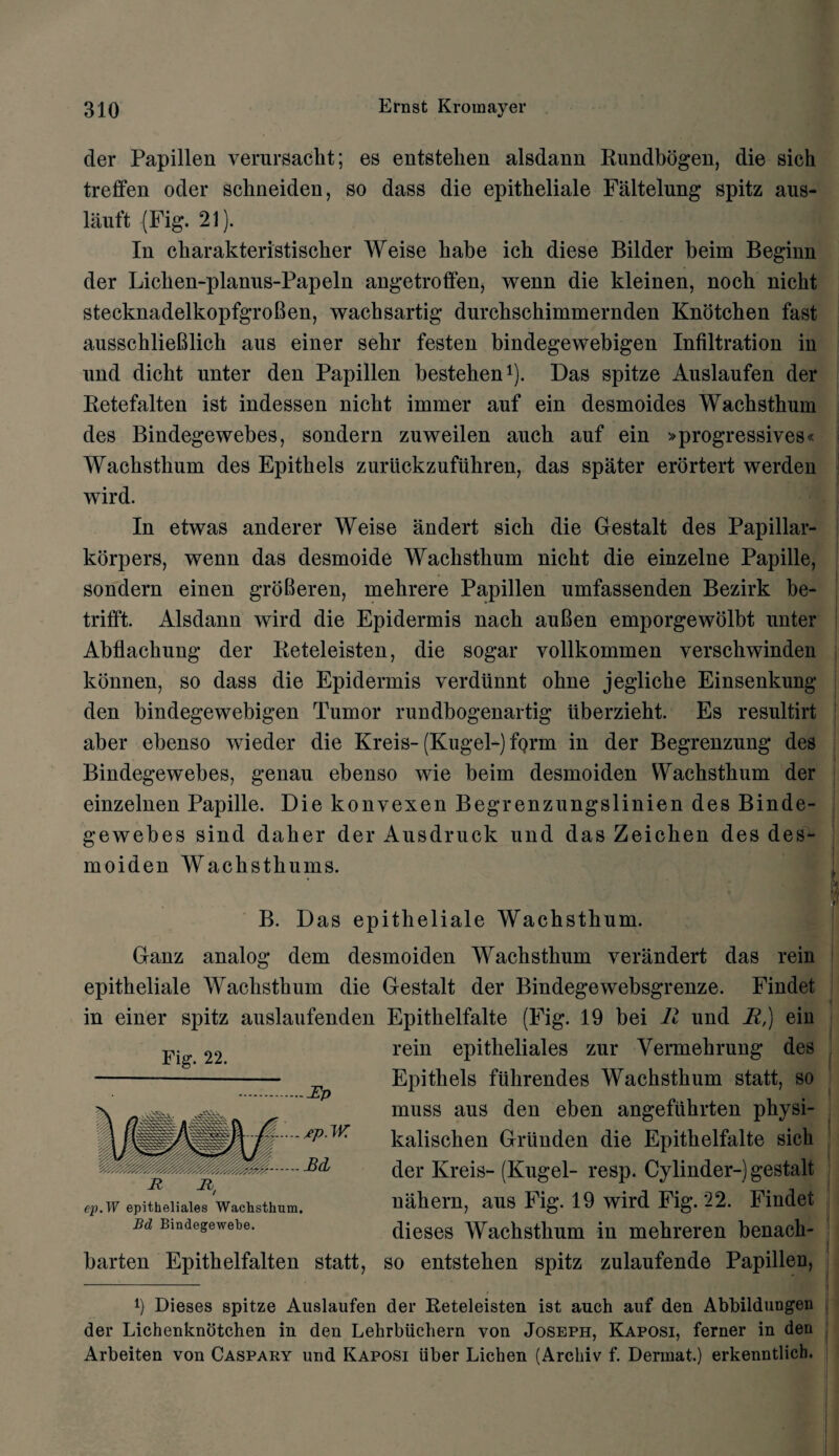 der Papillen verursacht; es entstehen alsdann Rundbogen, die sich treffen oder sckneiden, so dass die epitheliale Faltelung spitz aus- lauft (Fig. 21). In ckarakteristiscker Weise kake ick diese Bilder keim Beginn der Licken-planus-Papeln angetroffen, wenn die kleinen, nock nickt stecknadelkopfgroBen, wacksartig durcksckimmernden Knotcken fast ausscklieBlick aus einer sekr festen bindegewekigen Infiltration in nnd dickt unter den Papillen besteken1). Das spitze Auslaufen der Retefalten ist indessen nickt immer auf ein desmoides Wackstkum des Bindegewebes, sondern zuweilen auck auf ein »progressives« Wackstkum des Epitkels zurlickzufiikren, das spater erortert werden wird. In etwas anderer Weise andert sick die Gestalt des Papillar- korpers, wenn das desmoide Wackstkum nickt die einzelne Papille, sondern einen groBeren, mekrere Papillen umfassenden Bezirk be- trifft. Alsdann wird die Epidermis nack auBen emporgewolbt unter Abflackung der Reteleisten, die sogar vollkommen versckwinden konnen, so dass die Epidermis verdiinnt okne jeglicke Einsenkung den bindegewebigen Tumor rundbogenartig tiberziekt. Es resultirt aber ebenso wieder die Kreis- (Kugel-) form in der Begrenzung des Bindegewebes, genau ebenso wie beim desmoiden Wackstkum der einzelnen Papille. Die konvexen Begrenzungslinien des Binde¬ gewebes sind daker der Ausdruck und das Zeicken des des¬ moiden Wackstkums. B. Das epitkeliale Wackstkum. Ganz analog dem desmoiden Wackstkum verandert das rein epitkeliale Wackstkum die Gestalt der Bindegewebsgrenze. Findet in einer spitz auslaufenden Epitkelfalte (Fig. 19 bei R und R,) ein Fig-. 22. rein epitlieliales zur Vermekrung des Epitkels fiikrendes Wackstkum statt, so muss aus den eben angefiihrten physi- kaliscken Griinden die Epitkelfalte sich der Kreis- (Kugel- resp. Cylinder-) gestalt nakern, aus Fig. 19 wird Fig. 22. Findet dieses Wackstkum in mehreren benack- barten Epitkelfalten statt, so entsteken spitz zulaufende Papillen, ep.W epitheliales Wachsthum. Bd Bindegewebe. l) Dieses spitze Auslaufen der Reteleisten ist auch auf den Abbildungen der Lichenknotchen in den Lehrbiichern yon Joseph, Kaposi, ferner in den Arbeiten von Caspary und Kaposi liber Lichen (Archiv f. Dermat.) erkenntlich.