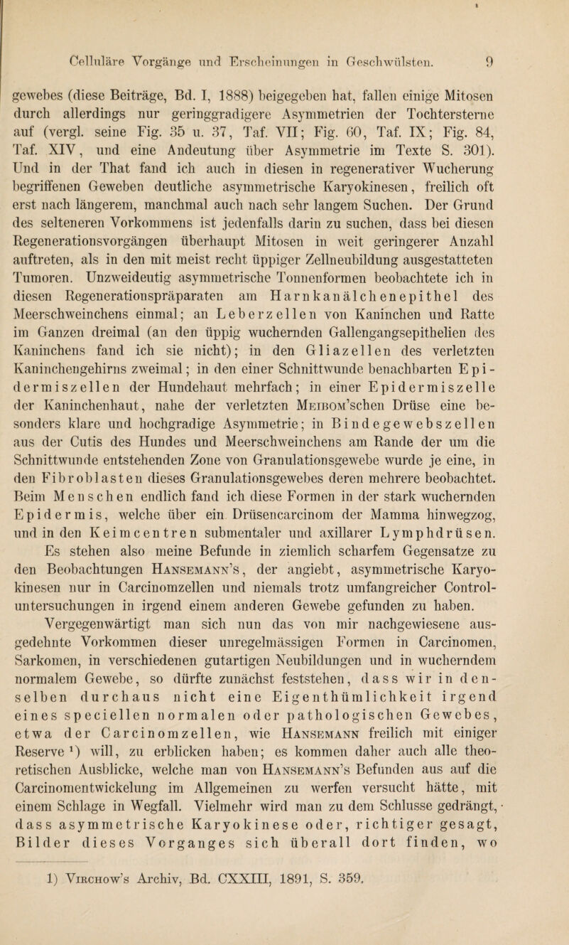 gewebes (diese Beiträge, Bd. I, 1888) beigegeben hat, fallen einige Mitosen durch allerdings nur geringgradigere Asymmetrien der Tochtersterne auf (vergl. seine Fig. 35 u. 37, Taf. VII; Fig. 60, Taf. IX; Fig. 84, Taf. XIV, und eine Andeutung über Asymmetrie im Texte S. 301). Und in der That fand ich auch in diesen in regenerativer Wucherung begriffenen Geweben deutliche asymmetrische Karyokinesen, freilich oft erst nach längerem, manchmal auch nach sehr langem Suchen. Der Grund des selteneren Vorkommens ist jedenfalls darin zu suchen, dass bei diesen Regenerationsvorgängen überhaupt Mitosen in weit geringerer Anzahl auftreten, als in den mit meist recht üppiger Zellneubildung ausgestatteten Tumoren. Unzweideutig asymmetrische Tonnenformen beobachtete ich in diesen Regenerationspräparaten am Harnkanälchenepithel des Meerschweinchens einmal; an Leber zellen von Kauinchen und Ratte im Ganzen dreimal (an den üppig wuchernden Gallengangsepithelien des Kaninchens fand ich sie nicht); in den Gliazeilen des verletzten Kaninchengehirns zweimal; in den einer Schnittwunde benachbarten E p i - dermiszellen der Hundehaut mehrfach; in einer Epidermiszelle der Kaninchenhaut, nahe der verletzten MEiBOM’schen Drüse eine be¬ sonders klare und hochgradige Asymmetrie; in Bindegewebszellen aus der Cutis des Hundes und Meerschweinchens am Rande der um die Schnittwunde entstehenden Zone von Granulationsgewebe wurde je eine, in den Fibroblasten dieses Granulationsgewebes deren mehrere beobachtet. Beim Menschen endlich fand ich diese Formen in der stark wuchernden Epidermis, welche über ein Drüsencarcinom der Mamma hinwegzog, und in den Keimcentren submentaler und axillarer Lymphdrüsen. Es stehen also meine Befunde in ziemlich scharfem Gegensätze zu den Beobachtungen Hansemann’s, der angiebt, asymmetrische Karyo¬ kinesen nur in Carcinomzellen und niemals trotz umfangreicher Control¬ untersuchungen in irgend einem anderen Gewebe gefunden zu haben. Vergegenwärtigt man sich nun das von mir nachgewiesene aus¬ gedehnte Vorkommen dieser unregelmässigen Formen in Carcinomen, Sarkomen, in verschiedenen gutartigen Neubildungen und in wucherndem normalem Gewebe, so dürfte zunächst feststehen, dass wir in den¬ selben durchaus nicht eine Eigenthümlichkeit irgend eines speciellen normalen oder pathologischen Gewebes, etwa der Carcinomzellen, wie Hansemann freilich mit einiger Reserve *) will, zu erblicken haben; es kommen daher auch alle theo¬ retischen Ausblicke, welche man von Hansemann’s Befunden aus auf die Carcinomentwickelung im Allgemeinen zu werfen versucht hätte, mit einem Schlage in Wegfall. Vielmehr wird man zu dem Schlüsse gedrängt, dass asymmetrische Karyokinese oder, richtiger gesagt, Bilder dieses Vorganges sich überall dort finden, wo