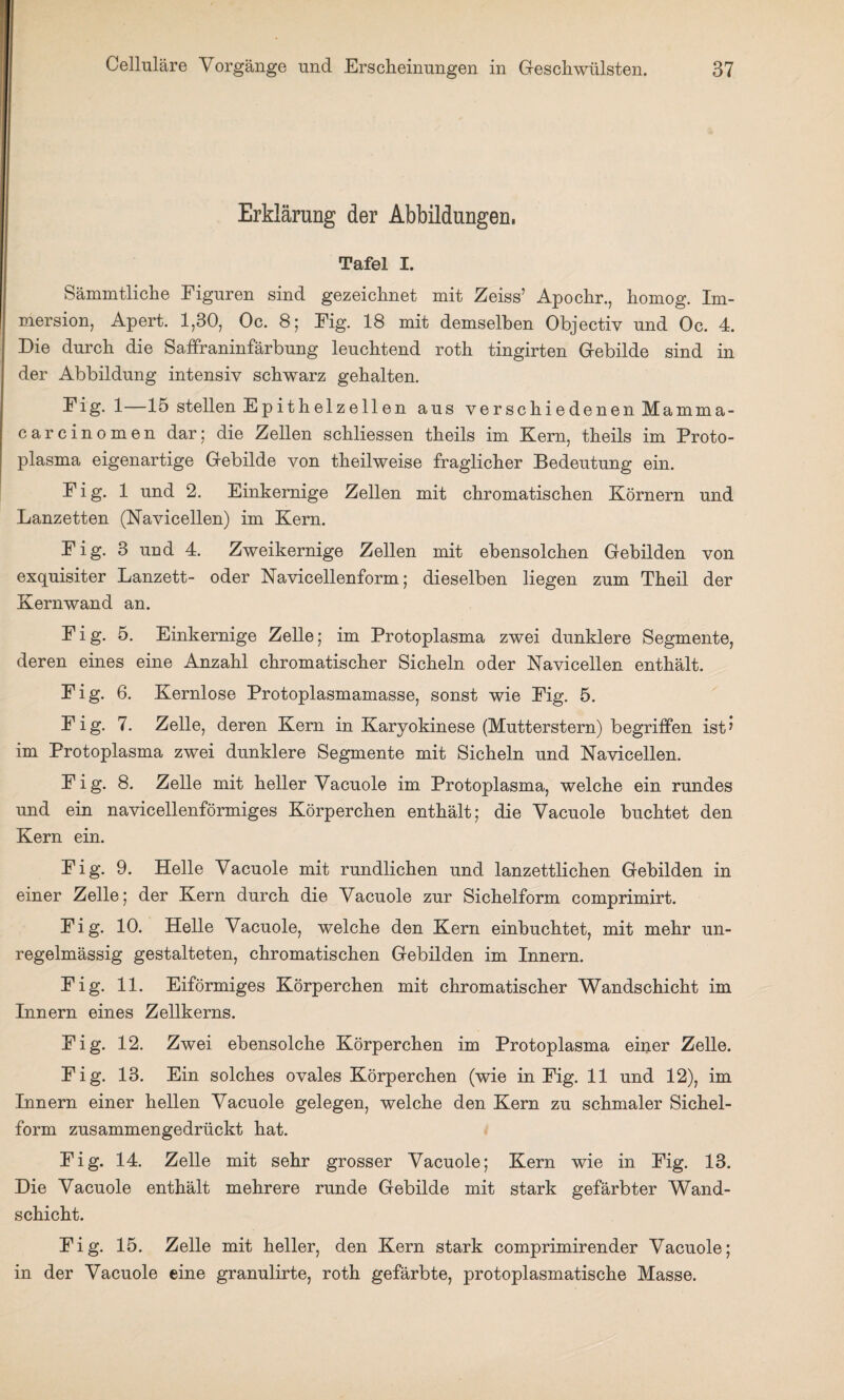 Erklärung der Abbildungen, Tafel I. Sämmtliche Eiguren sind gezeichnet mit Zeiss’ Apochr., homog. Im¬ mersion, Apert. 1,30, Oc. 8; Eig. 18 mit demselben Objectiv und Oc. 4. Die durch die Saffraninfärbung leuchtend roth tingirten Gebilde sind in der Abbildung intensiv schwarz gehalten. Eig. 1—15 stellen Epithelzellen aus verschiedenen Mamma¬ car ein o men dar; die Zellen schliessen theils im Kern, theils im Proto¬ plasma eigenartige Gebilde von theilweise fraglicher Bedeutung ein. Eig. 1 und 2. Einkernige Zellen mit chromatischen Körnern und Lanzetten (Navicellen) im Kern. Eig. 3 und 4. Zweikernige Zellen mit ebensolchen Gebilden von exquisiter Lanzett- oder Navicellenform; dieselben liegen zum Theil der Kernwand an. Eig. 5. Einkernige Zelle; im Protoplasma zwei dunklere Segmente, deren eines eine Anzahl chromatischer Sicheln oder Navicellen enthält. Eig. 6. Kernlose Protoplasmamasse, sonst wie Eig. 5. Eig. 7. Zelle, deren Kern in Karyokinese (Mutterstern) begriffen ist’ im Protoplasma zwei dunklere Segmente mit Sicheln und Navicellen. Eig. 8. Zelle mit heller Vacuole im Protoplasma, welche ein rundes und ein navicellenförmiges Körperchen enthält; die Vacuole buchtet den Kern ein. Eig. 9. Helle Vacuole mit rundlichen und lanzettlichen Gebilden in einer Zelle; der Kern durch die Vacuole zur Sichelform comprimirt. Eig. 10. Helle Vacuole, welche den Kern einbuchtet, mit mehr un¬ regelmässig gestalteten, chromatischen Gebilden im Innern. Eig. 11. Eiförmiges Körperchen mit chromatischer Wandschicht im Innern eines Zellkerns. Eig. 12. Zwei ebensolche Körperchen im Protoplasma einer Zelle. Eig. 13. Ein solches ovales Körperchen (wie in Eig. 11 und 12), im Innern einer hellen Vacuole gelegen, welche den Kern zu schmaler Sichel¬ form zusammengedrückt hat. Eig. 14. Zelle mit sehr grosser Vacuole; Kern wie in Eig. 13. Die Vacuole enthält mehrere runde Gebilde mit stark gefärbter Wand¬ schicht. Fig. 15. Zelle mit heller, den Kern stark comprimirender Vacuole; in der Vacuole eine granulirte, roth gefärbte, protoplasmatische Masse.