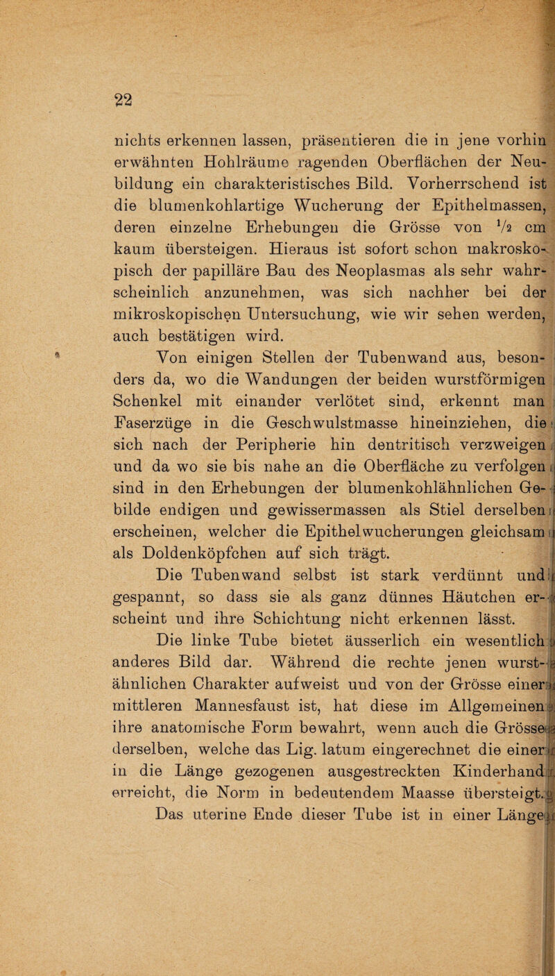 nichts erkennen lassen, präsentieren die in jene vorhin erwähnten Hohlräumo ragenden Oberflächen der Neu¬ bildung ein charakteristisches Bild. Vorherrschend ist die blumenkohlartige Wucherung der Epitheimassen, deren einzelne Erhebungen die Grösse von Va cm kaum übersteigen. Hieraus ist sofort schon makrosko¬ pisch der papilläre Bau des Neoplasmas als sehr wahr¬ scheinlich anzunehmen, was sich nachher bei der mikroskopischen Untersuchung, wie wir sehen werden, auch bestätigen wird. Von einigen Stellen der Tubenwand aus, beson¬ ders da, wo die Wandungen der beiden wurstförmigen Schenkel mit einander verlötet sind, erkennt man Faserzüge in die Geschwulstmasse hineinziehen, die ■ sich nach der Peripherie hin dentritisch verzweigen; und da wo sie bis nahe an die Oberfläche zu verfolgen ij sind in den Erhebungen der blumenkohlähnlichen Ge- s bilde endigen und gewissermassen als Stiel derselben ij erscheinen, welcher die Epithel Wucherungen gleichsam i als Doldenköpfchen auf sich trägt. Die Tuben wand selbst ist stark verdünnt und? I gespannt, so dass sie als ganz dünnes Häutchen er- :? scheint und ihre Schichtung nicht erkennen lässt. Die linke Tube bietet äusserlich ein wesentlich o anderes Bild dar. Während die rechte jenen wurst- 3 ähnlichen Charakter aufweist und von der Grösse einem mittleren Mannesfaust ist, hat diese im Allgemeinen & ihre anatomische Form bewahrt, wenn auch die Grösse r derselben, welche das Big. latum eingerechnet die einer jr in die Länge gezogenen ausgestreckten Kinderhand x erreicht, die Norm in bedeutendem Maasse übersteigt, g Das uterine Ende dieser Tube ist in einer Längen