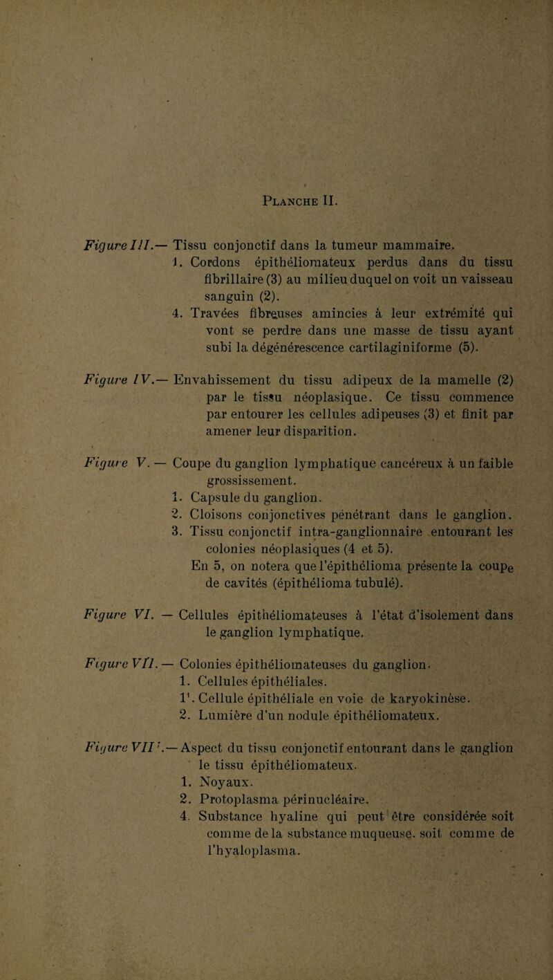 Planche II. Figure IJI.— Tissu conjonctif dans la tumeur mammaire. Cordons épithélioraateux perdus dans du tissu fibrillaire (3) au milieu duquel on voit un vaisseau sanguin (2). _ ’ « 4. Travées fibreuses amincies à leur extrémité qui vont se perdre dans une masse de tissu ayant subi la dégénérescence cartilaginiforme (5). Figure IV.— Envahissement du tissu adipeux de la mamelle (2) par le tissu néoplasique. Ce tissu commence par entourer les cellules adipeuses (3) et finit par amener leur disparition. Figure V. — Coupe du ganglion lymphatique cancéreux à un faible grossissement. 1. Capsule du ganglion. 2. Cloisons conjonctives pénétrant dans le ganglion. 3. Tissu conjonctif intra-ganglionnaire entourant les colonies néoplasiques (4 et 5). En 5, on notera que l’épithélioma présente la coupe de cavités (épithélioma tubulé). Figure VI. — Cellules épithéliomateuses à l’état d’isolement dans le ganglion lymphatique. Figure Vil.— Colonies épithéliomateuses du ganglion. 1. Cellules épithéliales. V. Cellule épithéliale en voie de karyokinêse. 2. Lumière d’un nodule épithéliomateux. Fit/ure VII Aspect du tissu conjonctif entourant dans le ganglion le tissu épithéliomateux. 1. Noyaux. 2. Protoplasma périnucléaire. 4. Substance hyaline qui peut être considérée soit comme de la substance muqueuse, soit comme de l’hyaloplasma.