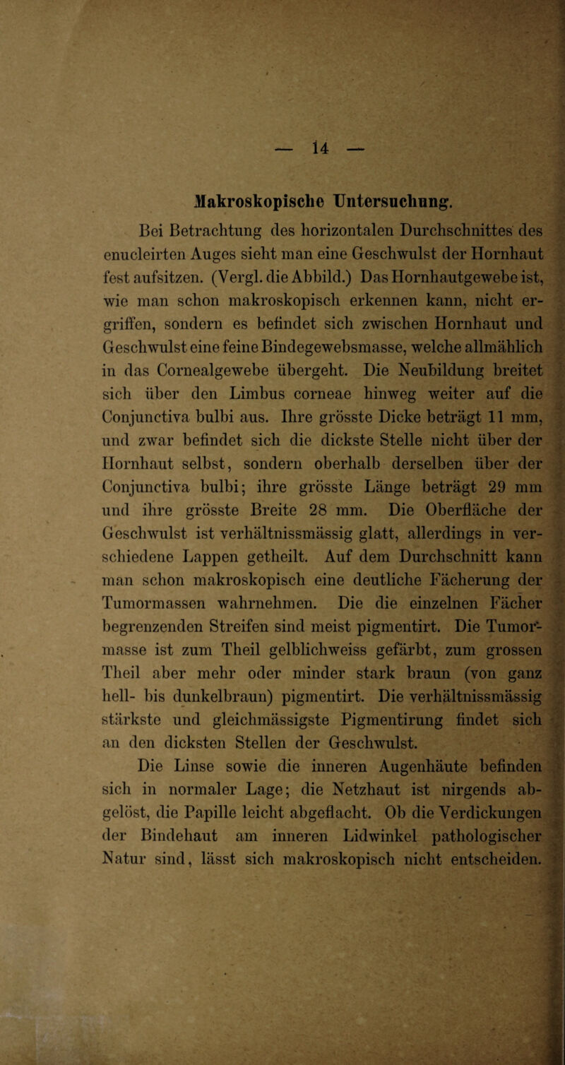 Makroskopische Untersuchung. Boi Betrachtung des horizontalen Durchschnittes des enucleirten Auges sieht man eine Geschwulst der Hornhaut fest aufsitzen. (Vergl. die Abbild.) Das Hornhautgewebe ist, wie man schon makroskopisch erkennen kann, nicht er¬ griffen, sondern es befindet sich zwischen Hornhaut und Geschwulst eine feine Bindegewebsmasse, welche allmählich in das Cornealgewebe übergeht. Die Neubildung breitet sich über den Limbus corneae hinweg weiter auf die Conjunctiva bulbi aus. Ihre grösste Dicke beträgt 11 mm, und zwar befindet sich die dickste Stelle nicht über der Hornhaut selbst , sondern oberhalb derselben über der Conjunctiva bulbi; ihre grösste Länge beträgt 29 mm und ihre grösste Breite 28 mm. Die Oberfläche der Geschwulst ist verhältnissmässig glatt, allerdings in ver¬ schiedene Lappen getheilt. Auf dem Durchschnitt kann man schon makroskopisch eine deutliche Fächerung der Tumormassen wahrnehmen. Die die einzelnen Fächer begrenzenden Streifen sind meist pigmentirt. Die Tumor¬ masse ist zum Theil gelblichweiss gefärbt, zum grossen Theil aber mehr oder minder stark braun (von ganz hell- bis dunkelbraun) pigmentirt. Die verhältnissmässig stärkste und gleichmässigste Pigmentirung findet sich an den dicksten Stellen der Geschwulst. Die Linse sowie die inneren Augenhäute befinden sich in normaler Lage; die Netzhaut ist nirgends ab¬ gelöst, die Papille leicht abgeflacht. Ob die Verdickungen der Bindehaut am inneren Lidwinkel pathologischer Natur sind, lässt sich makroskopisch nicht entscheiden.
