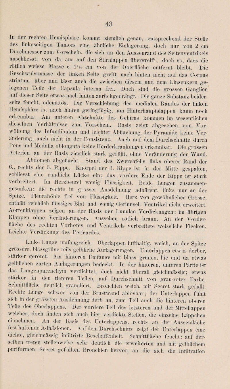 In der rechten Hemisphäre kommt ziemlich genau, entsprechend der Stelle des linksseitigen I umors eine ähnliche Einlagerung, doch nur von 2 cm Durchmesser zum Vorschein, die sich an den Aussenrand des Seitenventrikels anschliesst, von da aus aut den Stirnlappen übergreift; doch so, dass die rötlich weisse Masse c. Id/i cm von der Oberfläche entfernt bleibt. Die Geschwulstmasse der linken Seite greift nach hinten nicht auf das Corpus striatum über und lässt auch die zwischen diesem und dem Linsenkern ge¬ legenen Teile der Capsula interna frei. Doch sind die grossen Ganglien auf dieser Seite etwas nach hinten zurückgedrängt. Die ganze Substanz beider¬ seits teuclit, ödematös. Die Verschiebung des medialen Randes der linken Hemisphäre ist nach hinten geringfügig, am Hinterhauptslappen kaum noch erkennbar. Am unteren Abschnitte des Gehirns kommen im wesentlichen dieselben A erhältnisse zum Vorschein. Basis zeigt abgesehen von Vor¬ wölbung des Infundibulum und leichter Abflachung der Pyramide keine Ver¬ änderung, auch nicht in der Consistenz. Auch auf dem Durchschnitte durch Pons und Medulla oblongata keine Herderkrankungen erkennbar. Die grossen Arterien an der Basis ziemlich stark gefüllt, ohne Wränderung der AVand. Abdomen abgeflacht. Stand des Zwerchfells links oberer Rand der 6., rechts der 5. Rippe. Knorpel der 3. Rippe ist in der Mitte gespalten, schliesst eine rundliche Lücke ein; das vordere Ende der Rippe ist stark veibreitert. Im Herzbeutel wenig Flüssigkeit. Beide Lungen zusammen¬ gesunken ; die rechte in grosser Ausdehnung adhärent, links nur an der Spitze. Pleurahöhle frei von Flüssigkeit. Herz von gewöhnlicher Grösse, enthält reichlich flüssiges Blut und wenig Gerinnsel. Ventrikel nicht erweitert. Aortenklappen zeigen an der Basis der Lunulae Verdickungen; im übrigen Klappen ohne Veränderungen. Aussehen rötlich braun. An der Vorder¬ fläche des rechten A orhofes und AVntrikels verbreitete weissliche Flecken. Leichte Verdickung des Pericardes. Linke Lunge umfangreich. Oberlappen lufthaltig, weich, an der Spitze grössere, blassgrüne teils gelbliche Auflagerungen. Unterlappen etwas derber, stärker gerötet. Am hinteren Umfange mit blass grünen, hie und da etwas gelblichen zarten Auflagerungen bedeckt. In der hinteren, unteren Partie ist das Lungenparenchym verdichtet, doch nicht überall gleichmässig; etwas stärker in den tieferen Teilen, auf Durchschnitt von grau-roter Farbe. Schnittfläche deutlich granuliert. Bronchien weich, mit Secret stark gefüllt. Rechte Lunge schwer von der Brustwand ablösbar; der Unterlappen fühlt sich in der grössten Ausdehnung derb an, zum Teil auch die hinteren oberen Teile des Oberlappens. Der vordere Teil des letzteren und der Mittellappen weicher, doch finden sich auch hier verdickte Stellen, die einzelne Läppchen einnehmen. An der Basis des Unterlappens, rechts an der Aussenfläche test haftende Adhäsionen. Auf dem Durchschnitte zeigt der Unterlappen eine dichte, gleichmässig infiltrirte Beschaffenheit. Schnittfläche feucht: auf der¬ selben treten stellenweise sehr deutlich die erweiterten und mit gelblichem puriformen Secret gefüllten Bronchien hervor, an die sich die Infiltration