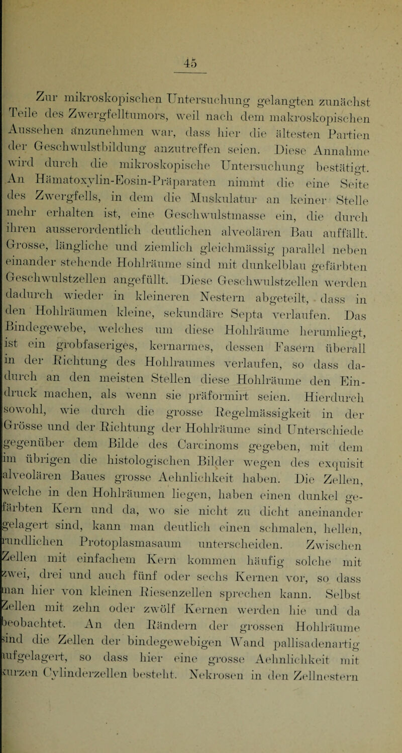 Zur mikroskopischen Untersuchung gelangten zunächst Te]le des Zwergfelltumors, weil nach dem makroskopischen Aussehen anzunehmen war, dass hier die ältesten Partien der Geschwulstbildung anzutreffen seien. Diese Annahme wird durch die mikroskopische Untersuchung bestätigt. An Hämatoxyhn-Eosin-Präparaten nimmt die eine Seite des Zwergfells, in dem die Muskulatur an keiner Stelle mehr erhalten ist, eine Geschwulstmasse ein, die durch ihren ausserordentlich deutlichen alveolären Bau auffällt. Grosse, längliche und ziemlich gleichmässig parallel neben einander stehende Hohlräume sind mit dunkelblau gefärbten Geschwulstzellen angefüllt. Diese Geschwulstzellen werden dadurch wieder in kleineren Nestern abgeteilt, dass in den Hohlräumen kleine, sekundäre Septa verlaufen. Das Bindegewebe, welches um diese Hohlräume herumliegt, ist ein grobfaseriges, kernarmes, dessen Fasern überall in der Richtung des Hohlraumes verlaufen, so dass da¬ durch an den meisten Stellen diese Hohlräume den Ein¬ druck machen, als wenn sie präformirt seien. Hierdurch sowohl, wie durch die grosse Regelmässigkeit in der Grösse und der Richtung der Hohlräume sind Unterschiede gegenüber dem Bilde des Carcinoms gegeben, mit dem im übrigen die histologischen Bilder wegen des exquisit alveolären Baues grosse Aehnlielikeit haben. Die Zellen, welche in den Hohlräumen liegen, haben einen dunkel ge- fäibten Kern und da, wo sie nicht zu dicht aneinander gelagert sind, kann man deutlich einen schmalen, hellen, rundlichen Protoplasmasaum unterscheiden. Zwischen Zellen mit einfachem Kern kommen häufig solche mit zv ei, drei und auch fünf oder sechs Kernen vor, so dass nan hier von kleinen Riesenzellen sprechen kann. Selbst Zellen mit zehn oder zwölf Kernen werden hie und da oeobachtet. An den Rändern der grossen Hohl •äume >ind die Zellen der bindegewebigen \\ and pallisadenartig lufgelagert, so dass hier eine grosse Aehnlielikeit mit furzen Cvlinderzellen besteht. Nekrosen in den Zellnestern