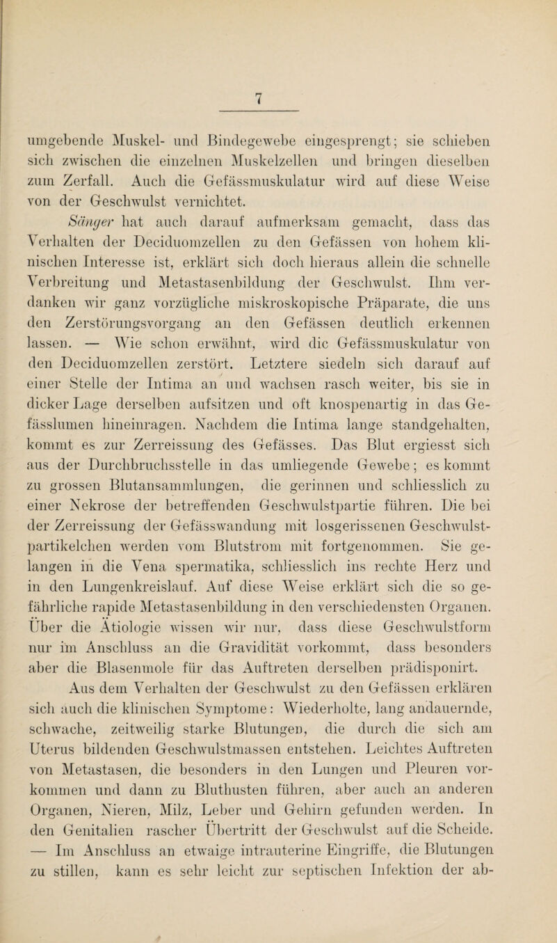 umgebende Muskel- und Bindegewebe eingesprengt; sie schieben sich zwischen die einzelnen Muskelzellen und bringen dieselben zum Zerfall. Auch die Gefässmuskulatur wird auf diese Weise von der Geschwulst vernichtet. Sänger hat auch darauf aufmerksam gemacht, dass das Verhalten der Deciduomzellen zu den Gefässen von hohem kli¬ nischen Interesse ist, erklärt sich doch hieraus allein die schnelle Verbreitung und Metastasenbildung der Geschwulst. Ihm ver¬ danken wir ganz vorzügliche miskroskopische Präparate, die uns den Zerstörungsvorgang an den Gefässen deutlich erkennen lassen. — Wie schon erwähnt, wird die Gefässmuskulatur von den Deciduomzellen zerstört. Letztere siedeln sich darauf auf einer Stelle der Intima an und wachsen rasch weiter, bis sie in dicker Lage derselben aufsitzen und oft knospenartig in das Ge- fässlumen hineinragen. Nachdem die Intima lange standgehalten, kommt es zur Zerreissung des Gefässes. Das Blut ergiesst sich aus der Durchbruchsstelle in das umliegende Gewebe; es kommt zu grossen Blutansammlungen, die gerinnen und schliesslich zu einer Nekrose der betreffenden Geschwulstpartie führen. Die bei der Zerreissung der Gefässwandung mit losgerissenen Geschwulst¬ partikelchen werden vom Blutstrom mit fortgenommen. Sie ge¬ langen in die Vena spermatika, schliesslich ins rechte Herz und in den Lungenkreislauf. Auf diese Weise erklärt sich die so ge¬ fährliche rapide Metastasenbildung in den verschiedensten Organen. Über die Ätiologie wissen wir nur, dass diese Geschwulstform nur im Anschluss an die Gravidität vorkommt, dass besonders aber die Blasenmole für das Auftreten derselben prädisponirt. Aus dem Verhalten der Geschwulst zu den Gefässen erklären sich auch die klinischen Symptome : Wiederholte, lang andauernde, schwache, zeitweilig starke Blutungen, die durch die sich am Uterus bildenden Geschwulstmassen entstehen. Leichtes Auftreten von Metastasen, die besonders in den Lungen und Pleuren Vor¬ kommen und dann zu Bluthusten führen, aber auch an anderen Organen, Nieren, Milz, Leber und Gehirn gefunden werden. In den Genitalien rascher Übertritt der Geschwulst auf die Scheide. — Im Anschluss an etwaige intrauterine Eingriffe, die Blutungen zu stillen, kann es sehr leicht zur septischen Infektion der ab-