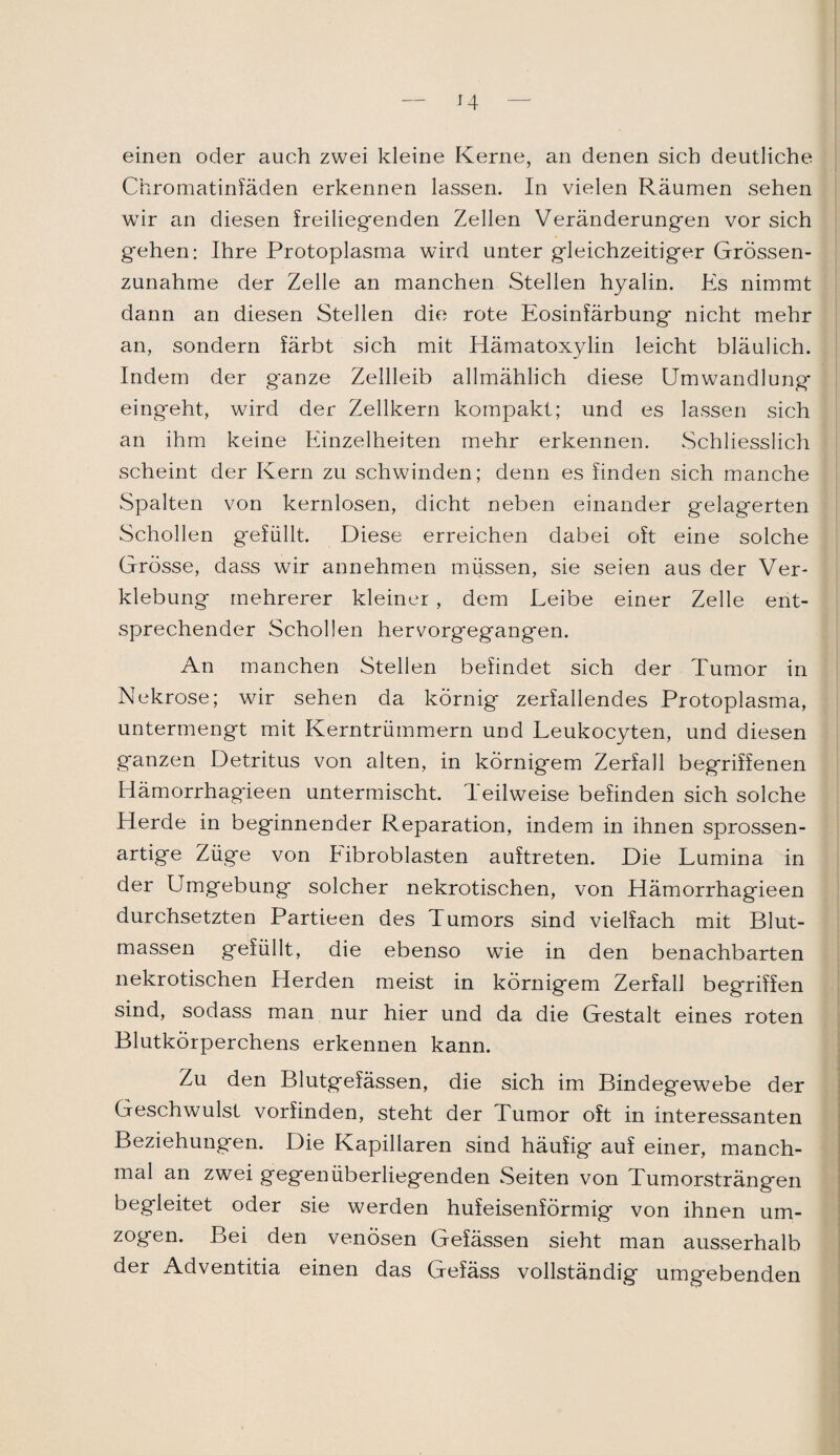 einen oder auch zwei kleine Kerne, an denen sich deutliche Chromatinfäden erkennen lassen. In vielen Räumen sehen wTir an diesen freiliegenden Zellen Veränderungen vor sich gehen: Ihre Protoplasma wird unter gleichzeitiger Grössen¬ zunahme der Zelle an manchen Stellen hyalin. Es nimmt dann an diesen Stellen die rote Eosinfärbung nicht mehr an, sondern färbt sich mit Hämatoxylin leicht bläulich. Indem der ganze Zellleib allmählich diese Umwandlung eingeht, wird der Zellkern kompakt; und es lassen sich an ihm keine Einzelheiten mehr erkennen. Schliesslich scheint der Kern zu schwinden; denn es finden sich manche Spalten von kernlosen, dicht neben einander gelagerten Schollen gefüllt. Diese erreichen dabei oft eine solche Grösse, dass wir annehmen müssen, sie seien aus der Ver¬ klebung mehrerer kleiner , dem Leibe einer Zelle ent¬ sprechender Schollen hervorgegangen. An manchen Stellen befindet sich der Tumor in Nekrose; wir sehen da körnig zerfallendes Protoplasma, untermengt mit Kerntrümmern und Leukocyten, und diesen ganzen Detritus von alten, in körnigem Zerfall begriffenen Hämorrhagieen untermischt. Teilweise befinden sich solche Herde in beginnender Reparation, indem in ihnen sprossen¬ artige Züge von Tibroblasten auftreten. Die Lumina in der Umgebung solcher nekrotischen, von Hämorrhagieen durchsetzten Partieen des Tumors sind vielfach mit Blut¬ massen gefüllt, die ebenso wie in den benachbarten nekrotischen Herden meist in körnigem Zerfall begriffen sind, sodass man nur hier und da die Gestalt eines roten Blutkörperchens erkennen kann. Zu den Blutgefässen, die sich im Bindegewebe der Geschwulst vorfinden, steht der Tumor oft in interessanten Beziehungen. Die Kapillaren sind häufig auf einer, manch¬ mal an zwei gegenüberliegenden Seiten von Tumorsträngen begleitet oder sie werden hufeisenförmig von ihnen um¬ zogen. Bei den venösen Gefässen sieht man ausserhalb der Adventitia einen das Gefäss vollständig umgebenden