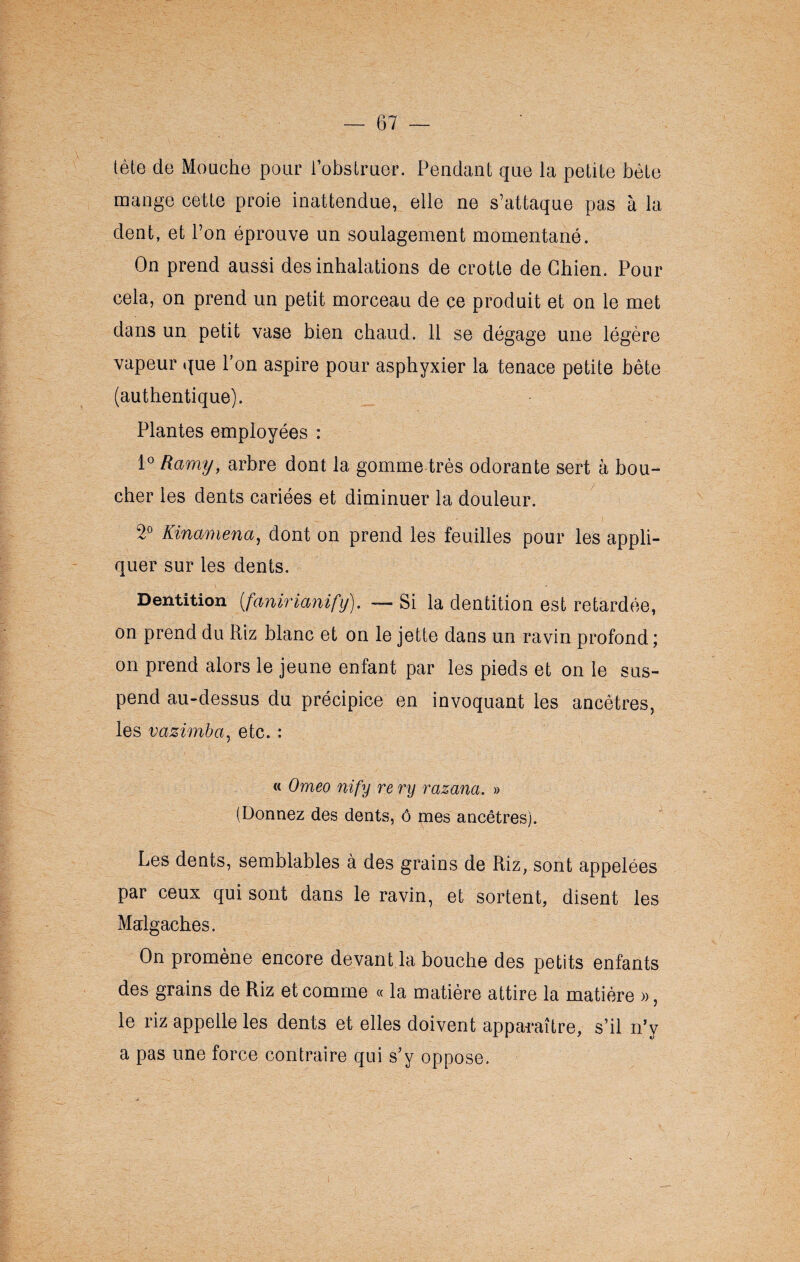 tète de Mouche pour l’obstruer. Pendant que la petite bète mange cette proie inattendue, elle ne s’attaque pas à la dent, et l’on éprouve un soulagement momentané. On prend aussi des inhalations de crotte de Chien. Pour cela, on prend un petit morceau de ce produit et on le met dans un petit vase bien chaud. 11 se dégage une légère vapeur que Ton aspire pour asphyxier la tenace petite bête (authentique). Plantes employées : 1° Ramy, arbre dont la gomme très odorante sert à bou¬ cher les dents cariées et diminuer la douleur. 2° Kinamena, dont on prend les feuilles pour les appli¬ quer sur les dents. Dentition (fanirianify). — Si la dentition est retardée, on prend du Riz blanc et on le jette dans un ravin profond ; on prend alors le jeune enfant par les pieds et on le sus¬ pend au-dessus du précipice en invoquant les ancêtres, les vazimba, etc. : « Omeo nify re ry razana. » (Donnez des dents, ô mes ancêtres). Les dents, semblables à des grains de Riz, sont appelées par ceux qui sont dans le ravin, et sortent, disent les Malgaches. On promène encore devant la bouche des petits enfants des grains de Riz et comme « la matière attire la matière », le riz appelle les dents et elles doivent apparaître, s’il n’y a pas une force contraire qui s’y oppose.