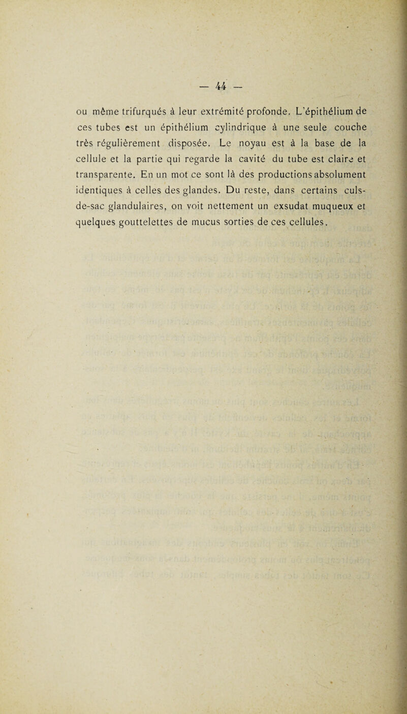 ou même trifurqués à leur extrémité profonde. L’épithélium de ces tubes est un épithélium cylindrique à une seule couche très régulièrement disposée. Le noyau est à la base de la cellule et la partie qui regarde la cavité du tube est claire et transparente. En un mot ce sont là des productions absolument identiques à celles des glandes. Du reste, dans certains culs- de-sac glandulaires, on voit nettement un exsudât muqueux et quelques gouttelettes de mucus sorties de ces cellules.