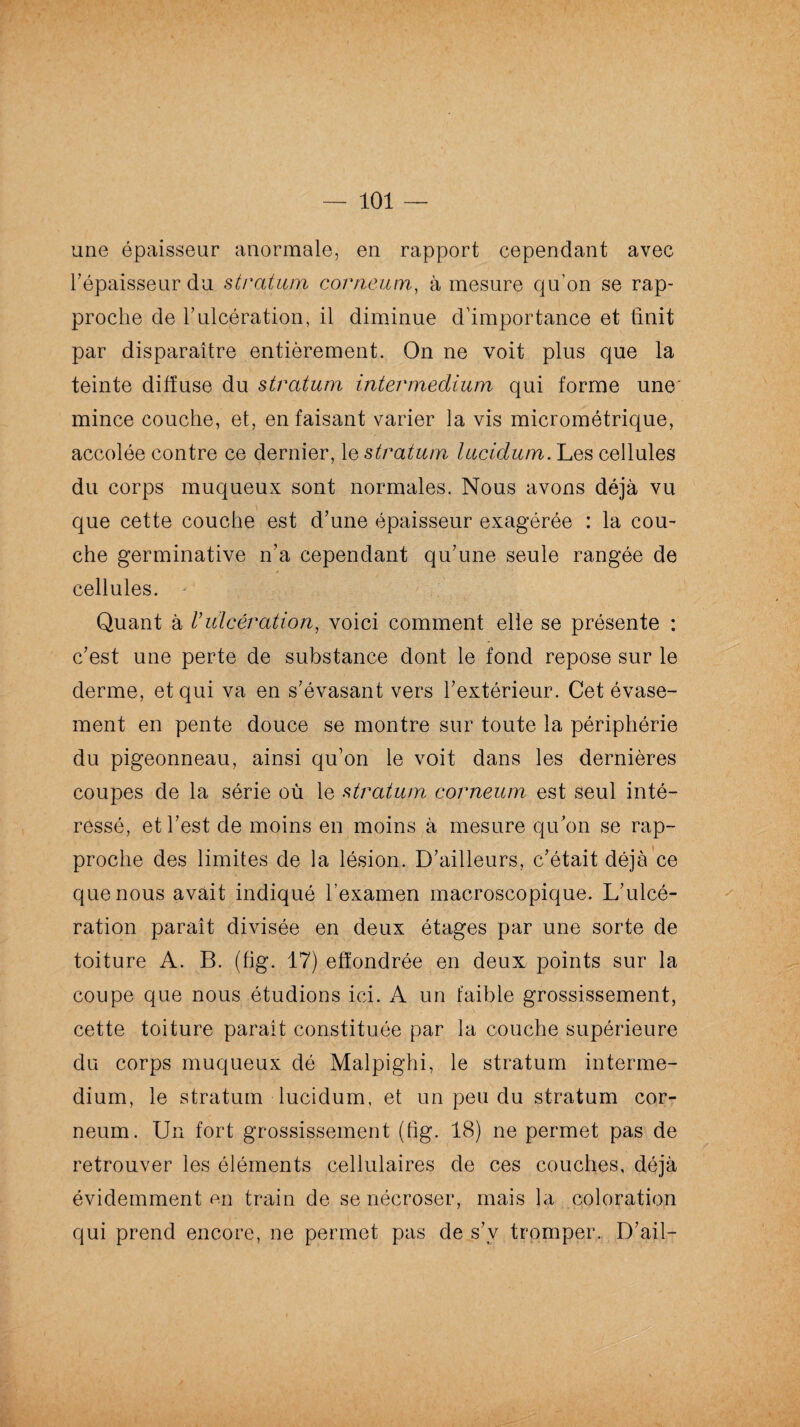 une épaisseur anormale, en rapport cependant avec l’épaisseur du stratum corneum, à mesure qu’on se rap¬ proche de rulcération, il diminue d’importance et finit par disparaître entièrement. On ne voit plus que la teinte diffuse du stratum intermeclium qui forme une mince couche, et, en faisant varier la vis micrométrique, accolée contre ce dernier, le stratum lucidum. Les cellules du corps muqueux sont normales. Nous avons déjà vu que cette couche est d’une épaisseur exagérée : la cou¬ che germinative n’a cependant qu’une seule rangée de cellules. Quant à Vulcération, voici comment elle se présente : c’est une perte de substance dont le fond repose sur le derme, et qui va en s’évasant vers l’extérieur. Cet évase¬ ment en pente douce se montre sur toute la périphérie du pigeonneau, ainsi qu’on le voit dans les dernières coupes de la série où le stratum corneum est seul inté¬ ressé, et l’est de moins en moins à mesure qu’on se rap¬ proche des limites de la lésion. D’ailleurs, c’était déjà ce que nous avait indiqué l’examen macroscopique. L’ulcé¬ ration paraît divisée en deux étages par une sorte de toiture A. B. (fig. 17) effondrée en deux points sur la coupe que nous étudions ici. A un faible grossissement, cette toiture parait constituée par la couche supérieure du corps muqueux dé Malpighi, le stratum interme¬ dium, le stratum lucidum, et un peu du stratum cor¬ neum. Un fort grossissement (fig. 18) ne permet pas de retrouver les éléments cellulaires de ces couches, déjà évidemment en train de se nécroser, mais la coloration qui prend encore, ne permet pas de s’v tromper. D’ail-