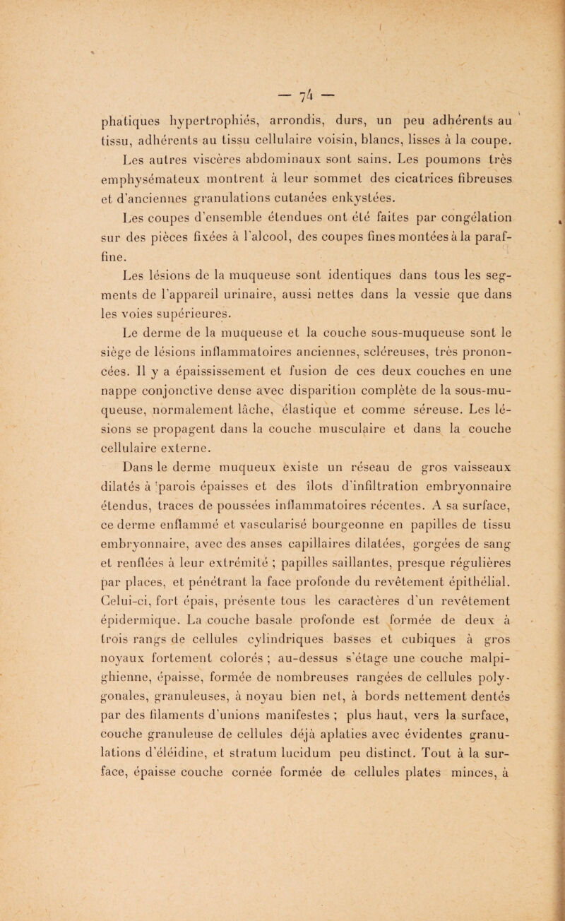 I — 74 — phatiques hypertrophiés, arrondis, durs, un peu adhérents au tissu, adhérents au tissu cellulaire voisin, blancs, lisses à la coupe. Les autres viscères abdominaux sont sains. Les poumons très emphysémateux montrent à leur sommet des cicatrices fibreuses et d’anciennes granulations cutanées enkystées. Les coupes d’ensemble étendues ont été faites par congélation sur des pièces fixées à l’alcool, des coupes fines montées à la paraf¬ fine. Les lésions de la muqueuse sont identiques dans tous les seg¬ ments de l’appareil urinaire, aussi nettes dans la vessie que dans les voies supérieures. Le derme de la muqueuse et la couche sous-muqueuse sont le siège de lésions inflammatoires anciennes, scléreuses, très pronon¬ cées. Il y a épaississement et fusion de ces deux couches en une nappe conjonctive dense avec disparition complète de la sous-mu¬ queuse, normalement lâche, élastique et comme séreuse. Les lé¬ sions se propagent dans la couche musculaire et dans la couche cellulaire externe. Dans le derme muqueux existe un réseau de gros vaisseaux dilatés à 'parois épaisses et des îlots d’infiltration embryonnaire étendus, traces de poussées inflammatoires récentes. A sa surface, ce derme enflammé et vascularisé bourgeonne en papilles de tissu embryonnaire, avec des anses capillaires dilatées, gorgées de sang et renflées à leur extrémité ; papilles saillantes, presque régulières par places, et pénétrant la face profonde du revêtement épithélial. Celui-ci, fort épais, présente tous les caractères d’un revêtement épidermique. La couche basale profonde est formée de deux à trois rangs de cellules cylindriques basses et cubiques à gros noyaux fortement colorés ; au-dessus s’étage une couche malpi¬ ghienne, épaisse, formée de nombreuses rangées de cellules poly¬ gonales, granuleuses, à noyau bien net, à bords nettement dentés par des filaments d’unions manifestes ; plus haut, vers la surface, couche granuleuse de cellules déjà aplaties avec évidentes granu¬ lations d’éléidine, et stratum lucidum peu distinct. Tout à la sur¬ face, épaisse couche cornée formée de cellules plates minces, à