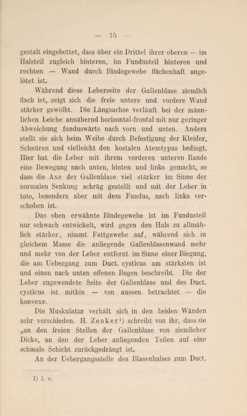 _ 1 Fi _ X 1 9 gestalt eingebettet, dass über ein Drittel ihrer oberen — im Halsteil zugleich hinteren, im Fundusteil hinteren und rechten — Wand durch Bindegewebe flächenhaft ange¬ lötet ist. Während diese Leberseite der Gallenblase ziemlich Hach ist, zeigt sich die freie untere und vordere Wand stärker gewölbt. Die Längsachse verläuft bei der männ¬ lichen Leiche annähernd horizontal-frontal mit nur geringer Abweichung funduswärts nach vorn und unten. Anders stellt sie sich beim Weibe durch Befestigung der Kleider, Schnüren und vielleicht den kostalen Atemtypus bedingt. Hier hat die Leber mit ihrem vorderen unteren Rande eine Bewegung nach unten, hinten und links gemacht, so dass die Axe der Gallenblase viel stärker im Sinne der normalen Senkung schräg gestellt und mit der Leber in toto, besonders aber mit dem Fundus, nach links ver¬ schoben ist. Das oben erwähnte Bindegewebe ist im Fundusteil nur schwach entwickelt, wird gegen den Hals zu allmäh¬ lich stärker, nimmt Fettgewebe auf, während sich in gleichem Masse die anliegende Gallenblasenwand mehr und mehr von der Leber entfernt im Sinne einer Biegung, die am Uebergang zum Duct. cysticus am stärksten ist und einen nach unten offenen Bogen beschreibt. Die der Leber zugewendete Seite der Gallenblase und des Duct. cysticus ist mithin — von aussen betrachtet — die konvexe. Die Muskulatur verhält sich in den beiden Wänden sehr verschieden. H. Zenker1) schreibt von ihr, dass sie „an den freien Stellen der Gallenblase von ziemlicher Dicke, an den der Leber anliegenden Teilen auf eine schmale Schicht zurückgedrängt ist. An der Uebergangsstelle des Blasenhalses zum Duct.