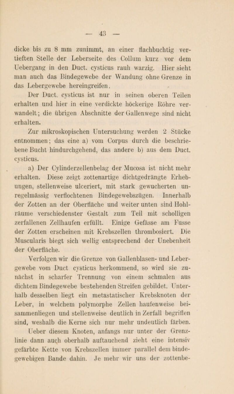 tieften Stelle der Leberseite des Collum kurz vor dem Uebergang in den Duct. cysticus rauh warzig. Hier sieht man auch das Bindegewebe der Wandung ohne Grenze in das Lebergewebe hereingreifen. Der Duct. cysticus ist nur in seinen oberen Teilen erhalten und hier in eine verdickte höckerige Röhre ver¬ wandelt ; die übrigen Abschnitte der Gallenwege sind nicht erhalten. Zur mikroskopischen Untersuchung werden 2 Stücke entnommen; das eine a) vom Corpus durch die beschrie¬ bene Bucht hindurchgehend, das andere bj aus dem Duct. cysticus. a) Der Cylinderzellenbelag der Mucosa ist nicht mehr erhalten. Diese zeigt zottenartige dichtgedrängte Erheb¬ ungen, stellenweise ulceriert, mit stark gewucherten un¬ regelmässig verflochtenen Bindegewebszügen. Innerhalb der Zotten an der Oberfläche und weiter unten sind Hohl¬ räume verschiedenster Gestalt zum Teil mit scholligen zerfallenen Zellhaufen erfüllt. Einige Gefässe am Fusse der Zotten erscheinen mit Krebszellen thrombosiert. Die Muscularis biegt sich wellig entsprechend der Unebenheit der Oberfläche. Verfolgen wir die Grenze von Gallenblasen- und Leber¬ gewebe vom Duct cysticus herkommend, so wird sie zu¬ nächst in scharfer Trennung von einem schmalen aus dichtem Bindegewebe bestehenden Streifen gebildet. Unter¬ halb desselben liegt ein metastatischer Krebsknoten der Leber, in welchem polymorphe Zellen haufenweise bei¬ sammenliegen und stellenweise deutlich in Zerfall begriffen sind, weshalb die Kerne sich nur mehr undeutlich färben. Ueber diesem Knoten, anfangs nur unter der Grenz¬ linie dann auch oberhalb auftauchend zieht eine intensiv gefärbte Kette von Krebszellen immer parallel dem binde¬ gewebigen Bande dahin. Je mehr wir uns der zottenbe-