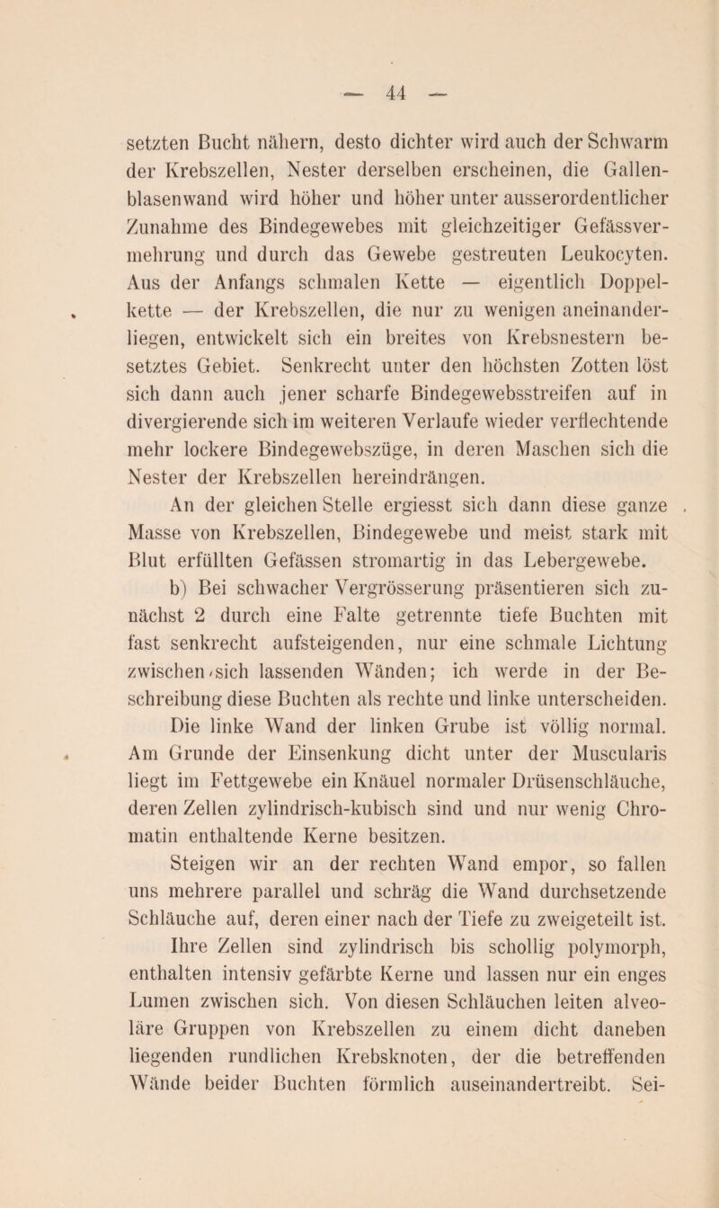 setzten Bucht nähern, desto dichter wird auch der Schwarm der Krebszellen, Nester derselben erscheinen, die Gallen¬ blasenwand wird höher und höher unter ausserordentlicher Zunahme des Bindegewebes mit gleichzeitiger Gef'ässver- mehrung und durch das Gewebe gestreuten Leukocyten. Aus der Anfangs schmalen Kette — eigentlich Doppel¬ kette — der Krebszellen, die nur zu wenigen aneinander¬ liegen, entwickelt sich ein breites von Krebsnestern be¬ setztes Gebiet. Senkrecht unter den höchsten Zotten löst sich dann auch jener scharfe Bindegewebsstreifen auf in divergierende sich im weiteren Verlaufe wieder verflechtende mehr lockere Bindegewebszüge, in deren Maschen sich die Nester der Krebszellen hereindrängen. An der gleichen Stelle ergiesst sich dann diese ganze Masse von Krebszellen, Bindegewebe und meist stark mit Blut erfüllten Gefässen stromartig in das Lebergewebe. b) Bei schwacher Vergrösserung präsentieren sich zu¬ nächst 2 durch eine Falte getrennte tiefe Buchten mit fast senkrecht aufsteigenden, nur eine schmale Lichtung zwischen/sich lassenden Wänden; ich werde in der Be¬ schreibung diese Buchten als rechte und linke unterscheiden. Die linke Wand der linken Grube ist völlig normal. Am Grunde der Einsenkung dicht unter der Muscularis liegt im Fettgewebe ein Knäuel normaler Drüsenschläuche, deren Zellen zylindrisch-kubisch sind und nur wenig Chro¬ matin enthaltende Kerne besitzen. Steigen wir an der rechten Wand empor, so fallen uns mehrere parallel und schräg die Wand durchsetzende Schläuche auf, deren einer nach der Tiefe zu zweigeteilt ist, Ihre Zellen sind zylindrisch bis schollig polymorph, enthalten intensiv gefärbte Kerne und lassen nur ein enges Lumen zwischen sich. Von diesen Schläuchen leiten alveo¬ läre Gruppen von Krebszellen zu einem dicht daneben liegenden rundlichen Krebsknoten, der die betreffenden Wände beider Buchten förmlich auseinandertreibt. Sei-