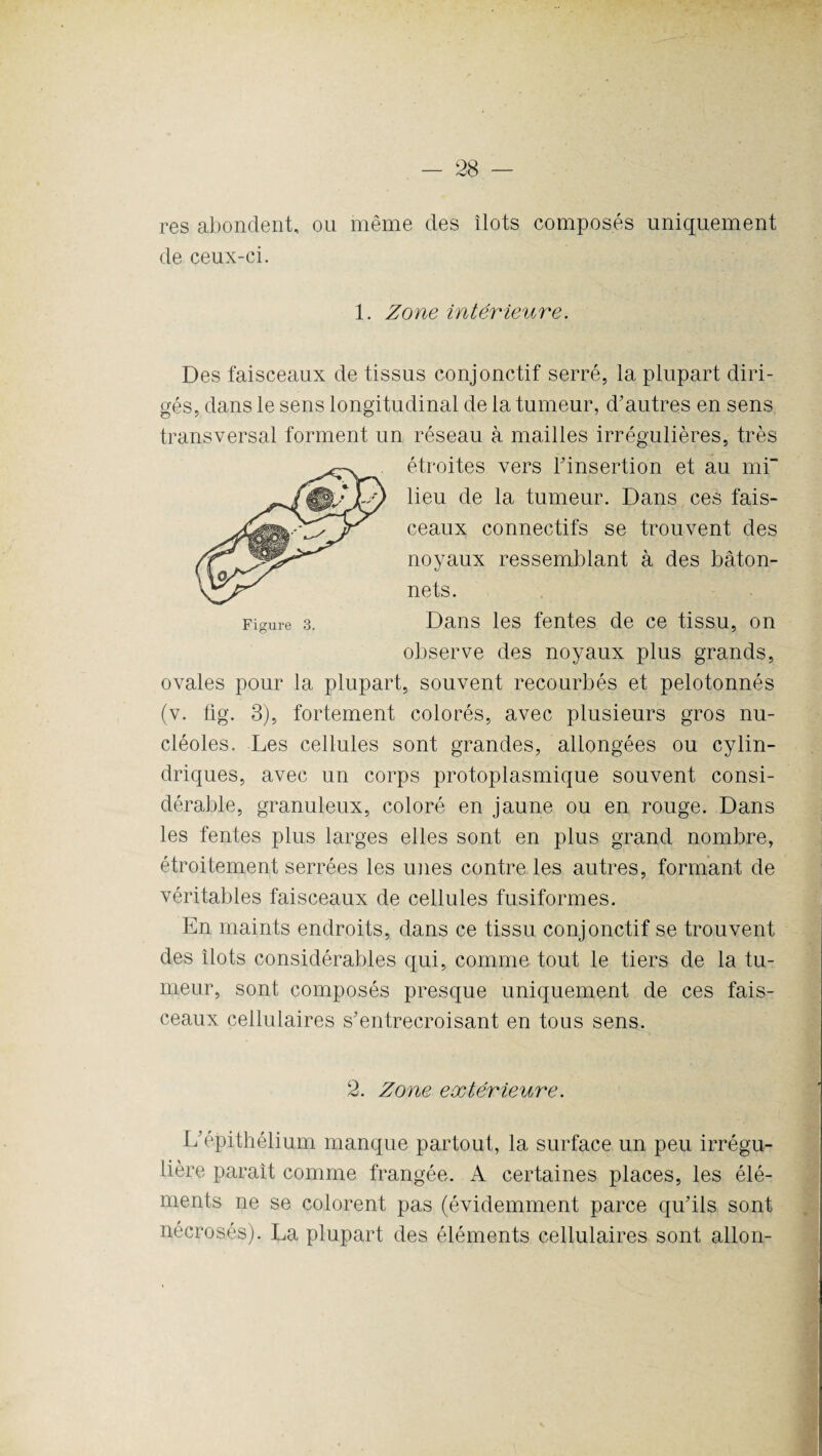 res abondent, ou même des îlots composés uniquement de ceux-ci. 1. Zone intérieure. Des faisceaux de tissus conjonctif serré, la plupart diri¬ gés, dans le sens longitudinal de la tumeur, d'autres en sens transversal forment un réseau à mailles irrégulières, très étroites vers l'insertion et au mi lieu de la tumeur. Dans ces fais¬ ceaux connectifs se trouvent des noyaux ressemblant à des bâton¬ nets. Figure 3. Dans les fentes de ce tissu, on observe des noyaux plus grands, ovales pour la plupart, souvent recourbés et pelotonnés (v. fig. 3), fortement colorés, avec plusieurs gros nu¬ cléoles. Les cellules sont grandes, allongées ou cylin¬ driques, avec un corps protoplasmique souvent consi¬ dérable, granuleux, coloré en jaune ou en rouge. Dans les fentes plus larges elles sont en plus grand nombre, étroitement serrées les unes contre les autres, formant de véritables faisceaux de cellules fusiformes. En maints endroits, dans ce tissu conjonctif se trouvent des îlots considérables qui, comme tout le tiers de la tu¬ meur, sont composés presque uniquement de ces fais¬ ceaux cellulaires s'entrecroisant en tous sens. 2. Zone extérieure. L'épithélium manque partout, la surface un peu irrégu¬ lière paraît comme frangée. A certaines places, les élé¬ ments ne se colorent pas (évidemment parce qu'ils sont nécrosés). La plupart des éléments cellulaires sont allon-