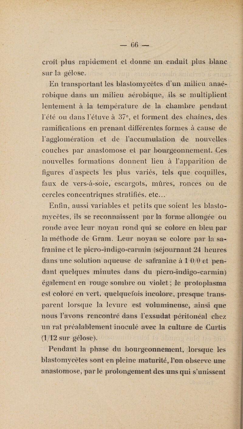 croît plus rapidement et donne un enduit plus blanc sur la gélose. En transportant les blastomycèles d’un milieu anaé- robique dans un milieu aérobique, ils se multiplient lentement à la température de la chambre pendant l’été ou dans Fétuve à 37°, et forment des chaînes, des ramifications en prenant différentes formes à cause de l’agglomération et de l’accumulation de nouvelles couches par anastomose et par bourgeonnement. Ces nouvelles formations donnent lieu à l’apparition de figures d’aspects les plus variés, tels que coquilles, faux de vers-à-soie,‘ escargots', mûres, ronces ou de cercles concentriques stratifiés, etc... Enfin, aussi variables et petits que soient les blasto- mycètes, ils se reconnaissent par la forme allongée ou ronde avec leur noyau rond qui se colore en bleu par la méthode de Cxram. Leur noyau se colore par la sa- franine et le picro-indigo-carmin (séjournant 24 heures dans une solution aqueuse de safranine à 1 O/O et pen¬ dant quelques minutes dans du picro-indigo-carmin) également en rouge sombre ou violet ; le protoplasma est coloré en vert, quelquefois incolore, presque trans¬ parent lorsque la levure est volumineuse, ainsi que nous l’avons rencontré dans l’exsudaf péritonéal chez un rat préalablement inoculé avec la culture de Curtis (1/12 sur gélose). Pendant la phase du bourgeonnement, lorsque les blastomycètes sont en pleine maturité, l’on observe une anastomose, parle prolongement des uns qui s’unissent