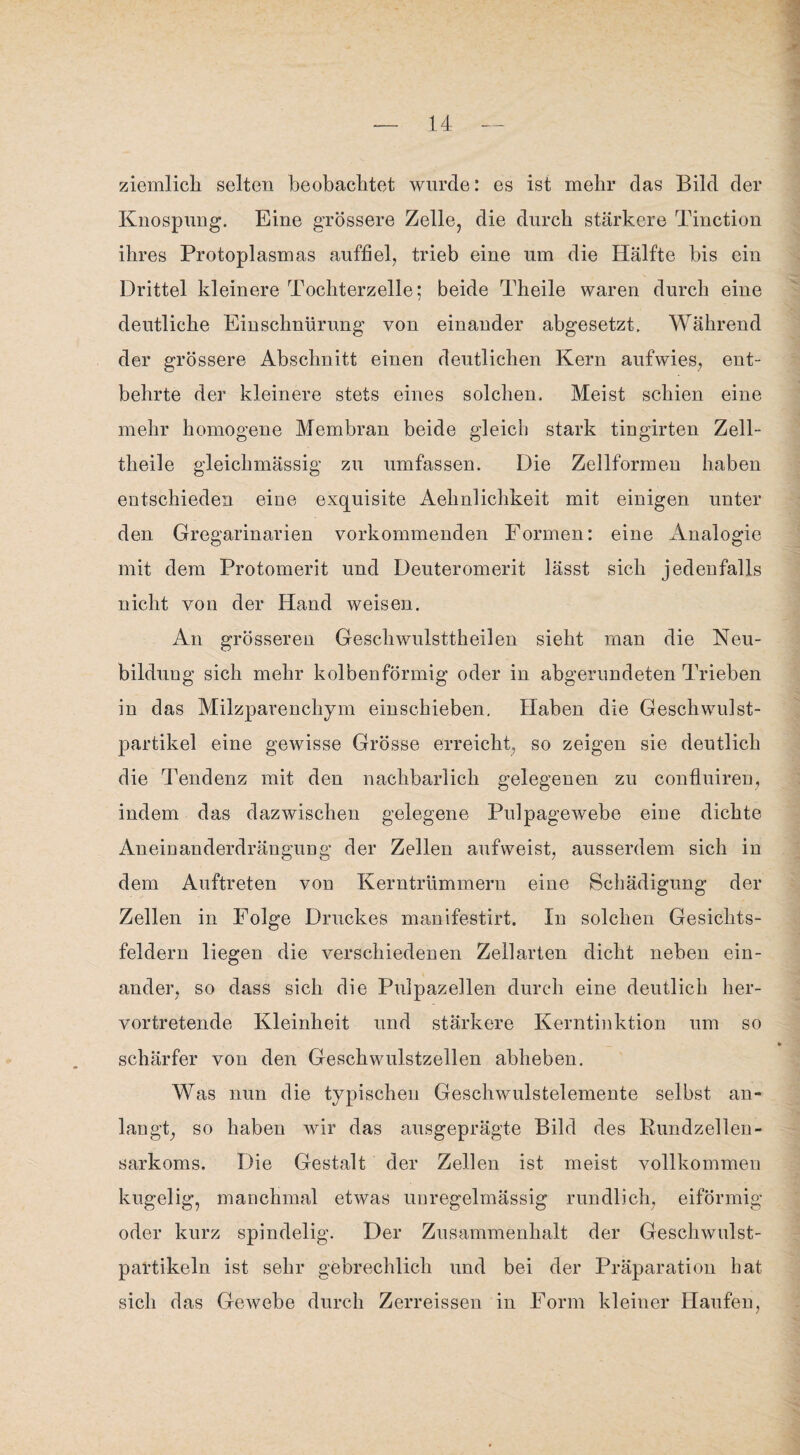 ziemlich selten beobachtet wurde: es ist mehr das Bild der Knospung. Eine grössere Zelle, die durch stärkere Tinction ihres Protoplasmas auffiel, trieb eine um die Hälfte bis ein Drittel kleinere Tochterzelle; beide Theile waren durch eine deutliche Einschnürung von einander abgesetzt. Während der grössere Abschnitt einen deutlichen Kern aufwies, ent¬ behrte der kleinere stets eines solchen. Meist schien eine mehr homogene Membran beide gleich stark tingirten Zell- theile gleichmässig zu umfassen. Die Zellformen haben entschieden eine exquisite Aehnlichkeit mit einigen unter den Gregarinarien vorkommenden Formen: eine Analogie mit dem Protomerit und Deuteromerit lässt sich jedenfalls nicht von der Hand weisen. An grösseren Geschwulsttheilen sieht man die Neu¬ bildung sich mehr kolbenförmig oder in abgerundeten Trieben in das Milzparenchym einschieben. Haben die Geschwulst¬ partikel eine gewisse Grösse erreicht, so zeigen sie deutlich die Tendenz mit den nachbarlich gelegenen zu confiuiren, indem das dazwischen gelegene Pulpagewebe eine dichte Aneinanderdrängung der Zellen aufweist, ausserdem sich in dem Auftreten von Kerntrümmern eine Schädigung der Zellen in Folge Druckes manifestirt. In solchen Gesichts¬ feldern liegen die verschiedenen Zell arten dicht neben ein¬ ander, so dass sich die Pulpazellen durch eine deutlich her¬ vortretende Kleinheit und stärkere Kerntinktion um so schärfer von den Geschwulstzellen abheben. Was nun die typischen Geschwulstelemente selbst an¬ langt, so haben wir das ausgeprägte Bild des Rundzellen¬ sarkoms. Die Gestalt der Zellen ist meist vollkommen kugelig, manchmal etwas unregelmässig rundlich, eiförmig oder kurz spindelig. Der Zusammenhalt der Geschwulst¬ partikeln ist sehr gebrechlich und bei der Präparation hat sich das Gewebe durch Zerreissen in Form kleiner Haufen,