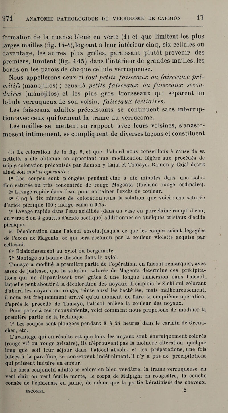 formation de la nuance bleue en verte (1) et que limitent les plus larges mailles (fig. 14-4),logeant à leur intérieur cinq, six cellules ou davantage, les autres plus grêles, paraissant plutôt provenir des premiers, limitent (fig. 4-15) dans l’intérieur de grandes mailles, les bords ou les parois de chaque cellule verruqueuse. Nous appellerons ceux-ci tout petits faisceaux ou faisceaux pri¬ mitifs (manojillos) ; ceux-là petits faisceaux ou faisceaux secon¬ daires (manojitos) et les plus gros trousseaux qui séparent un lobule verruqueux de son voisin, faisceaux tertiaires. Les faisceaux adultes préexistants se continuent sans interrup¬ tion avec ceux qui forment la trame du verrucome. Les mailles se mettent en rapport avec leurs voisines, s’anasto¬ mosent intimement, se compliquent de diverses façons et constituent (1) La coloration de la fig. 9, et que d’abord nous conseillons à cause de sa netteté, a été obtenue eu apportant une modification légère aux procédés de triple coloration préconisés par Ramon y Gajal et Tamayo. Ramon y Cajal décrit aiu si. s on modus operandi : 1° Les coupes sont plongées pendant cinq à dix minutes dans une solu¬ tion saturée ou très concentrée de rouge Magenta (fuchsne rouge ordinaire). 2° Lavage rapide dans l’eau pour entraîner l’excès de couleur. 3° Cinq à dix minutes de coloration dans la solution que voici : eau saturée d’acide picrique 100 ; indigo-carmin 0,25. 4° Lavage rapide dans l'eau acidifiée (dans un vase en porcelaine rempli d’eau, on verse 2 ou 3 gouttes d’acide acétique) additionnée de quelques cristaux d’acide picrique. 5° Décoloration dans l’alcool absolu, jusqu’à ce que les coupes soient dégagées de l’excès de Magenta, ce qui sera reconnu par la couleur violette acquise par celles-ci. 6° Éclaircissement au xylol ou bergamote. 7® Montage au baume dissous dans le xylol. Tamayo a modifié la première partie de l’opération, en faisant remarquer, avec assez de justesse, que la solution saturée de Magenta détermine des précipita¬ tions qui ne disparaissent que grâce à une longue immersion dans l’alcool, laquelle peut aboutira la décoloration des noyaux. 11 emploie le Ziehl qui colorant d’abord les noyaux en rouge, teinte aussi les bactéries, mais malheureusement, il nous est fréquemment arrivé qu’au moment de faire la cinquième opération, d'après le procédé de Tamayo, l’alcool enlève la couleur des noyaux. Pour parer à ces inconvénients, voici comment nous proposons de modifier la première partie de la technique. 1° Les coupes sont plongées pendant 8 à 24 heures dans le carmin de Grena¬ dier, etc. L’avantage qui en résulte est que tous les noyaux sont énergiquement colorés (rouge vif ou rouge grisâtre), ils n’éprouvent pas la moindre altération, quelque long que soit leur séjour dans l’alcool absolu, et les préparations, une fois lutées à la paraffine, se conservent indéfiniment. 11 n'y a pas de précipitations qui puissent induire en erreur. Le tissu conjonctif adulte se colore en bleu verdâtre, la trame verruqueuse en vert clair ou vert feuille morte, le corps de Malpighi en rougeâtre, la couche cornée de l’épiderme en jaune, de même que Ja partie kératinisée des cheveux. 2 ESCOMEL.