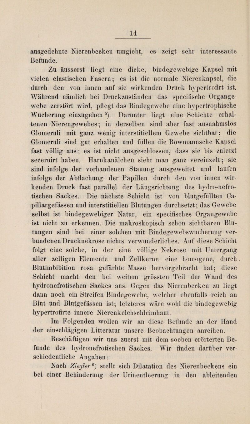 ausgedehnte Nierenbecken umgiebt, es zeigt sehr interessante Befunde. Zu äusserst liegt eine dicke, bindegewebige Kapsel mit vielen elastischen Fasern; es ist die normale Nierenkapsel, die durch den von innen auf sie wirkenden Druck hypertrofirt ist. Während nämlich bei Druckzuständen das specifische Organge¬ webe zerstört wird, pflegt das Bindegewebe eine hypertrophische Wucherung einzugehen5). Darunter liegt eine Schichte erhal¬ tenen Nierengewebes; in derselben sind aber fast ausnahmslos Glomeruli mit ganz wenig interstitiellem Gewebe sichtbar; die Glomeruli sind gut erhalten und füllen die Bowmannsche Kapsel fast völlig aus; es ist nicht ausgeschlossen, dass sie bis zuletzt secernirt haben. Harnkanälchen sieht man ganz vereinzelt; sie sind infolge der vorhandenen Stauung ausgeweitet und laufen infolge der Abflachung der Papillen durch den von innen wir¬ kenden Druck fast parallel der Längsrichtung des hydro-nefro- tischen Sackes. Die nächste Schicht ist von blutgefüllten Ca- pillargefässen und interstitiellen Blutungen durchsetzt; das Gewebe selbst ist bindegewebiger Natur, ein specifisches Organgewebe ist nicht zu erkennen. Die makroskopisch schon sichtbaren Blu¬ tungen sind bei einer solchen mit Bindegewebswucherung ver¬ bundenen Drucknekrose nichts verwunderliches. Auf diese Schicht folgt eine solche, in der eine völlige Nekrose mit Untergang aller zeitigen Elemente und Zellkerne eine homogene, durch Blutimbibition rosa gefärbte Masse hervorgebracht hat; diese Schicht macht den bei weitem grössten Teil der Wand des hydronefrotischen Sackes aus. Gegen das Nierenbecken zu liegt dann noch ein Streifen Bindegewebe, welcher ebenfalls reich an Blut und Blutgefässen ist; letzteres wäre wohl die bindegewebig hypertrofirte innere Nierenkelchschleimhaut. Im Folgenden wollen wir an diese Befunde an der Hand der einschlägigen Litteratur unsere Beobachtungen anreihen. Beschäftigen wir uns zuerst mit dem soeben erörterten Be¬ funde des hydronefrotischen Sackes. Wir finden darüber ver- schiedentliche Angaben: Nach Ziegler6) stellt sich Dilatation des Nierenbeckens ein bei einer Behinderung der Urinentleerung in den ableitenden