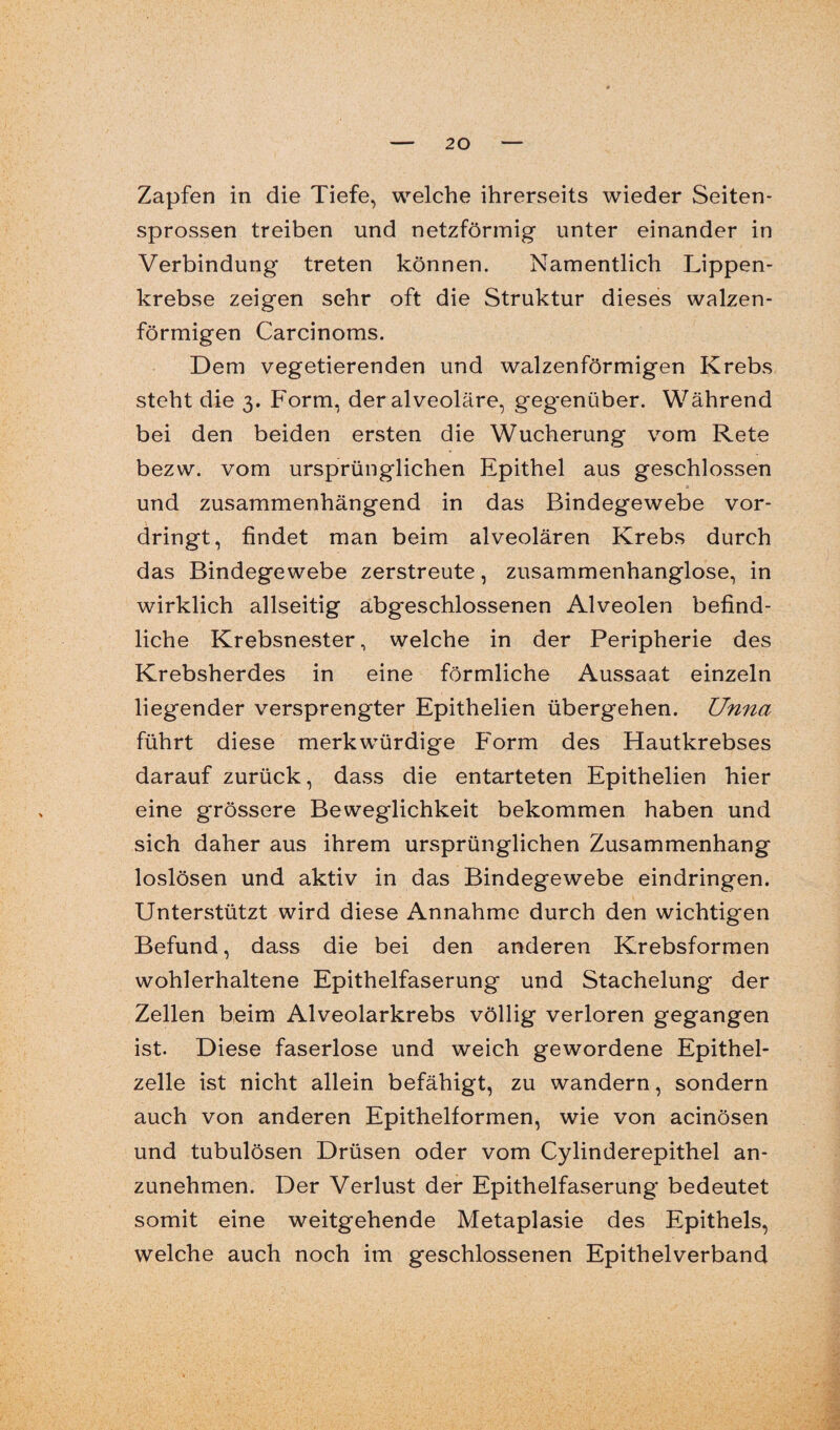 Zapfen in die Tiefe, welche ihrerseits wieder Seiten¬ sprossen treiben und netzförmig unter einander in Verbindung treten können. Namentlich Lippen¬ krebse zeigen sehr oft die Struktur dieses walzen¬ förmigen Carcinoms. Dem vegetierenden und walzenförmigen Krebs steht die 3. Form, der alveoläre, gegenüber. Während bei den beiden ersten die Wucherung vom Rete bezw. vom ursprünglichen Epithel aus geschlossen und zusammenhängend in das Bindegewebe vor¬ dringt, findet man beim alveolären Krebs durch das Bindegewebe zerstreute, zusammenhanglose, in wirklich allseitig abg*eschlossenen Alveolen befind¬ liche Krebsnester, welche in der Peripherie des Krebsherdes in eine förmliche Aussaat einzeln liegender versprengter Epithelien übergehen. Unna führt diese merkwürdige P'orm des Hautkrebses darauf zurück, dass die entarteten Epithelien hier eine grössere Beweglichkeit bekommen haben und sich daher aus ihrem ursprünglichen Zusammenhang loslösen und aktiv in das Bindegewebe eindringen. Unterstützt wird diese Annahme durch den wichtigen Befund, dass die bei den anderen Krebsformen wohlerhaltene Epithelfaserung und Stachelung der Zellen beim Alveolarkrebs völlig verloren gegangen ist. Diese faserlose und weich gewordene Epithel¬ zelle ist nicht allein befähigt, zu wandern, sondern auch von anderen Epithelformen, wie von acinösen und tubulösen Drüsen oder vom Cylinderepithel an¬ zunehmen. Der Verlust der Epithelfaserung bedeutet somit eine weitgehende Metaplasie des Epithels, welche auch noch im geschlossenen Epithelverband
