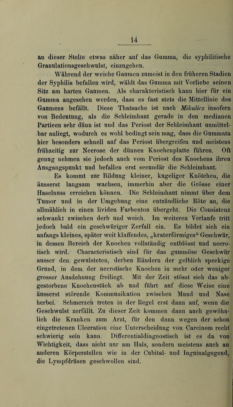 an dieser Stelle etwas näher auf das Gumma, die syphilitische Granulationsgeschwulst, einzugehen. Während der weiche Gaumen zumeist in den früheren Stadien der Syphilis befallen wird, wählt das Gumma mit Vorliebe seinen Sitz am harten Gaumen. Als charakteristisch kann hier für ein Gumma angesehen werden, dass es fast stets die Mittellinie des Gaumens befällt. Diese Thatsache ist nach Mikulicz insofern von Bedeutung, als die Schleimhaut gerade in den medianen Partieen sehr dünn ist und das Periost der Schleimhaut unmittel¬ bar anliegt, wodurch es wohl bedingt sein mag, dass die Gummata hier besonders schnell auf das Periost übergreifen und meistens frühzeitig zur Necrose der dünnen Knochenplatte führen. Oft genug nehmen sie jedoch auch vom Periost des Knochens ihren Ausgangspunkt und befallen erst secundär die Schleimhaut. Es kommt zur Bildung kleiner, kugeliger Knötchen, die äusserst langsam wachsen, immerhin aber die Grösse einer Haselnuss erreichen können. Die Schleimhaut nimmt über dem Tumor und in der Umgebung eine entzündliche Röte an, die allmählich in einen lividen Farbenton übergeht. Die Consistenz schwankt zwischen derb und weich. Im weiteren Verlaufe tritt jedoch bald ein geschwüriger Zerfall ein. Es bildet sich ein anfangs kleines, später weit klaffendes, „kraterförmiges“ Geschwür, in dessen Bereich der Knochen vollständig entblösst und necro- tisch wird. Characteristisch sind für das gummöse Geschwür ausser den gewulsteten, derben Rändern der gelblich speckige Grund, in dem. der necrotische Knochen in mehr oder weniger grosser Ausdehnung freiliegt. Mit der Zeit stösst sich das ab¬ gestorbene Knochenstück ab und führt auf diese Weise eine äusserst störende Kommunikation zwischen Mund und Nase herbei. Schmerzen treten in der Regel erst dann auf, wenn die Geschwulst zerfällt. Zu dieser Zeit kommen dann auch gewöhn¬ lich die Kranken zum Arzt, für den dann wegen der schon eingetretenen Ulceration eine Unterscheidung von Carcinom recht schwierig sein kann. Differentialdiagnostisch ist es da von Wichtigkeit, dass nicht nur am Hals, sondern meistens auch an anderen Körperstellen wie in der Cubital- und Inguinalgegend, die Lympfdrüsen geschwollen sind.