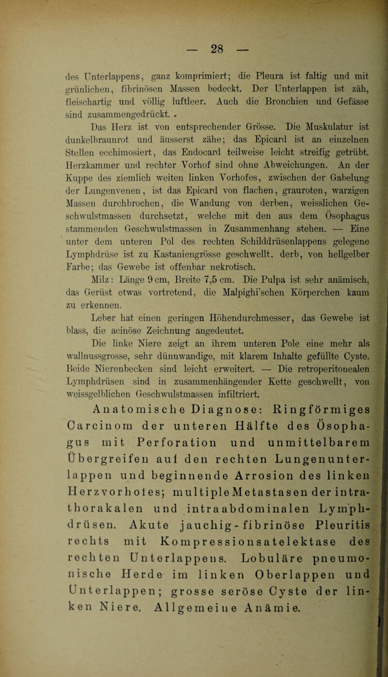 des Unterlappens, ganz komprimiert; die Pleura ist faltig und mit grünlichen, fibrinösen Massen bedeckt. Der Unterlappen ist zäh, fleischartig und völlig luftleer. Auch die Bronchien und Befasse sind zusammengedrückt. , Das Herz ist von entsprechender Grösse. Die Muskulatur ist dunkelbraunrot und äusserst zähe; das Epicard ist an einzelnen Stellen ecchimosiert, das Endocard teilweise leicht streifig getrübt. Herzkammer und rechter Vorhof sind ohne Abweichungen. An der Kuppe des ziemlich wreiten linken Vorhofes, zwischen der Gabelung der Lungenvenen, ist das Epicard von flachen, grauroten, warzigen Massen durchbrochen, die Wandung von derben, weisslichen Ge¬ schwulstmassen durchsetzt, welche mit den aus dem Ösophagus stammenden Geschwulstmassen in Zusammenhang stehen. — Eine unter dem unteren Pol des rechten Schilddrüsenlappens gelegene Lymphdrüse ist zu Kastaniengrösse geschwellt, derb, von hellgelber Farbe; das Gewebe ist offenbar nekrotisch. Milz: Länge 9 cm, Breite 7,5 cm. Die Pulpa ist sehr anämisch, das Gerüst etwas vortretend, die Malpighrsehen Körperchen kaum zu erkennen. Leber hat einen geringen Höhendurchmesser, das Gewebe ist blass, die acinöse Zeichnung angedeutet. Die linke Niere zeigt an ihrem unteren Pole eine mehr als wall nussgrosse, sehr dünnwandige, mit klarem Inhalte gefüllte Cyste. Beide Nierenbecken sind leicht erweitert. — Die retroperitonealen Lymphdrüsen sind in zusammenhängender Kette geschwellt, von weissgelblichen Geschwulstmassen infiltriert. Anatomische Diagnose: Ringförmiges Carcinom der unteren Hälfte des Ösopha¬ gus mit Perforation und unmittelbarem Übergreifen aul den rechten Lungen unter¬ lappen und beginnende Arrosion des linken Herzvorholes; multipleMetastasen der intra¬ thorakalen und intraabdominalen Lymph- drüsen. Akute j auch ig - fib rin Öse Pleuritis rechts mit Kompressionsatelektase des rechten Unterlappens. Lobuläre pneumo¬ nische Herde im linken Oberlappen und Unter lappen; grosse seröse Cyste der lin¬ ken Niere. Allgemeine Anämie.