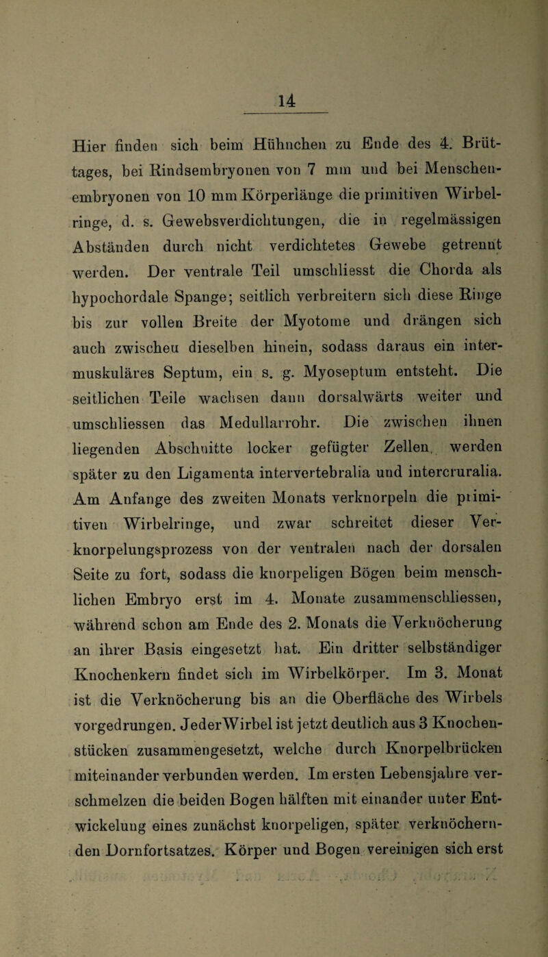 Hier finden sich beim Hühnchen zu Ende des 4. Brüt¬ tages, bei Rindsembryonen von 7 mm und bei Menschen¬ embryonen von 10 mm Körperiänge die primitiven Wirbel¬ ringe, d. s. Gewebsverdichtungeu, die in regelmässigen Abständen durch nicht verdichtetes Gewebe getrennt werden. Der ventrale Teil umscbliesst die Chorda als hypochordale Spange; seitlich verbreitern sich diese Ringe bis zur vollen Breite der Myotonie und drängen sich auch zwischeu dieselben hinein, sodass daraus ein inter¬ muskuläres Septum, ein s. g. Myoseptum entsteht. Die seitlichen Teile wachsen dann dorsalwärts weiter und umschliessen das Medullarrohr. Die zwischen ihnen liegenden Abschnitte locker gefügter Zellen werden später zu den Ligamenta intervertebralia und intercruralia. Am Anfänge des zweiten Monats verknorpeln die primi¬ tiven Wirbelringe, und zwar schreitet dieser Ver¬ knorpelungsprozess von der ventralen nach der dorsalen Seite zu fort, sodass die knorpeligen Bögen beim mensch¬ lichen Embryo erst im 4. Monate Zusammenschlüssen, während schon am Ende des 2. Monats die Verknöcherung an ihrer Basis eingesetzt hat. Ein dritter selbständiger Knochenkern findet sich im Wirbelkörper. Im 3. Monat ist die Verknöcherung bis an die Oberfläche des Wirbels vorgedrungen. JederWirbel ist jetzt deutlich aus 3 Knochen¬ stücken zusammengesetzt, welche durch Knorpelbrücken miteinander verbunden werden. Im ersten Lebensjahre ver¬ schmelzen die beiden Bogen hälften mit einander uuter Ent¬ wickelung eines zunächst knorpeligen, später verknöchern¬ den Dornfortsatzes. Körper und Bogen vereinigen sicherst