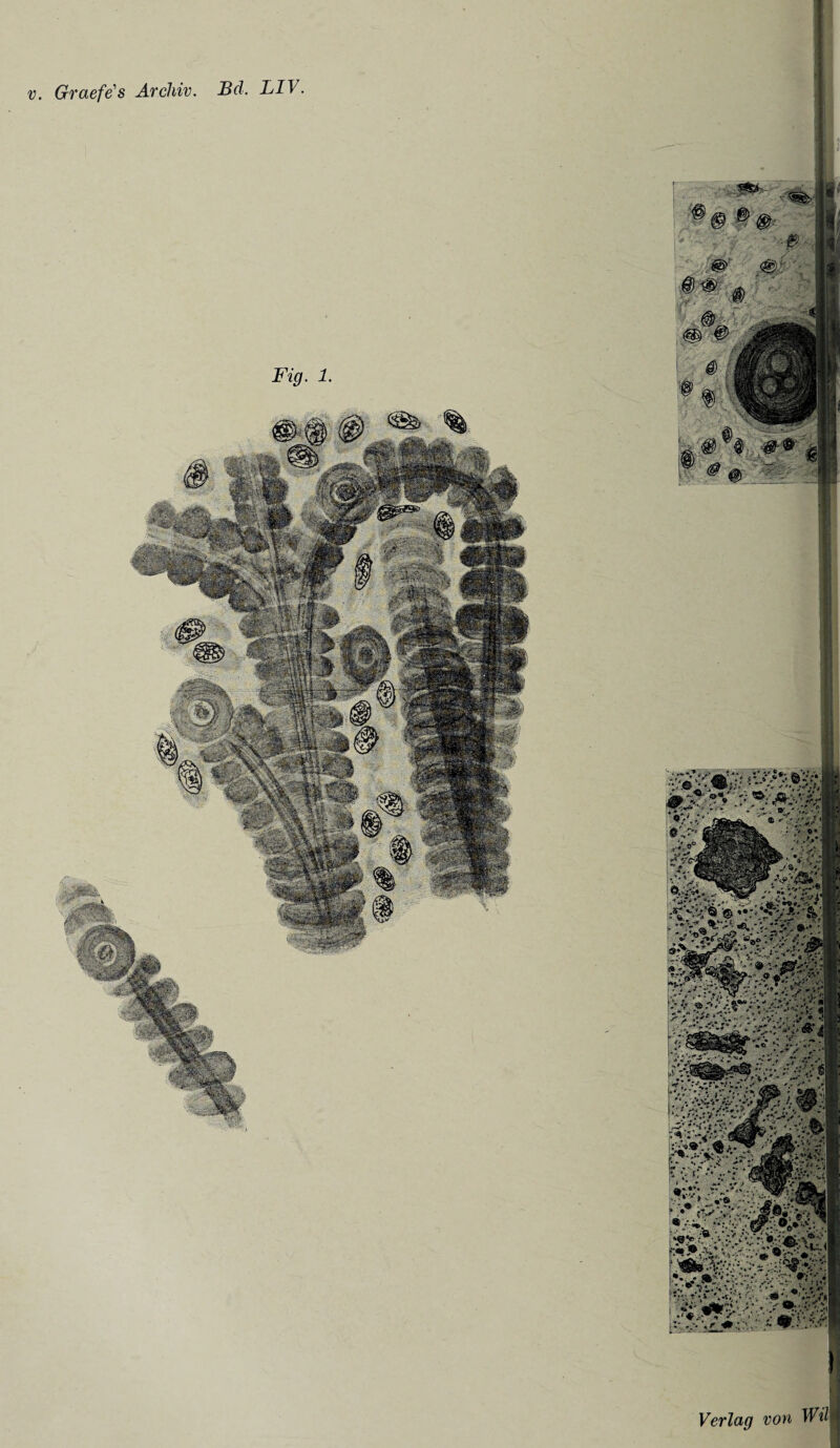 Fig. 1. Verlag von