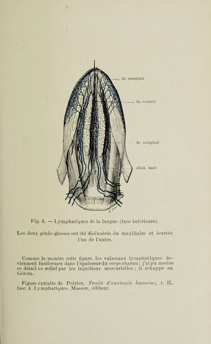 .. tr. marginal tr. central tr. marginal dilat. fusif. Fig. 4. — Lymphatiques de la langue (face inférieure). Les deux génio-glosses ont été désinsérés du maxillaire et écartés l'un de l’autre. Comme le montre cette figure, les vaisseaux lymphatiques de¬ viennent fusiformes dans l’épaisseurdu corpscharnu: j’ai pu mettre ce détail en relief par les injections mercurielles; il échappe au Gérota. Figure extraite de Poirier, Traite d'anatomie humaine, t. II,