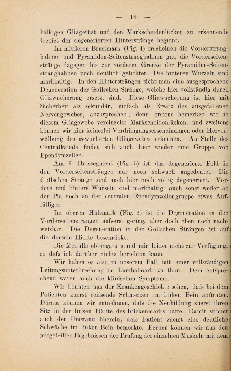 balkigea Gliagerüst und den Markscheidenlücken zu erkennende Gebiet der degenerierten Hinterstränge beginnt. Im mittleren Brustmark (Fig. 4) erscheinen die Vorderstrang¬ bahnen und Pyramiden-Seitenstrangbahnen gut, die Vorderseiten¬ stränge dagegen bis zur vorderen Grenze der Pyramiden-Seiten¬ strangbahnen noch deutlich gelichtet. Die hinteren Wurzeln sind markhaltig. In den Hintersträngen sieht man eine ausgesprochene Degeneration der Gollschen Stränge, welche hier vollständig durch Gliawucherung ersetzt sind. Diese Gliawucherung ist hier mit Sicherheit als sekundär, einfach als Ersatz des ausgefallenen Nervengewebes, anzusprechen ; denn erstens bemerken wir in diesem Gliagewebe vereinzelte Markscheidenlücken, und zweitens können wir hier keinerlei Verdrängungserscheinungen oder Hervor¬ wölbung des gewucherten Gliagewebes erkennen. An Stelle des Centralkanals findet sich auch hier wieder eine Gruppe von i Ependymzellen. Am 6. Halssegment (Eig. 5) ist das degenerierte Feld in i den Vorderseitensträngen nur noch schwach angedeutet. Die j Gollschen Stränge sind auch hier noch völlig degeneriert. Vor¬ dere und hintere Wurzeln sind markhaltig; auch sonst weder an i der Pia noch an der centralen Ependymzellengruppe etwas Auf-l\ fälliges. I Im oberen Halsmark (Fig. 6) ist die Degeneration in den l Vorderseitensträngen äufserst gering, aber doch eben noch nach-1 weisbar. Die Degeneration in den Gollschen Strängen ist auf j die dorsale Hälfte beschränkt. Die Medulla oblongata stand mir leider nicht zur Verfügung, \ so dafs ich darüber nichts berichten kann. Wir haben es also in unserem Fall mit einer vollständigen | Leitungsunterbrechung im Lumbalmark zu tliun. Dem entspre-| chend waren auch die klinischen Symptome. Wir konnten aus der Krankengeschichte sehen, dafs bei dem t Patienten zuerst reifsende Schmerzen im linken Bein auftraten. Daraus können wir entnehmen, dafs die Neubildung zuerst ihren : Sitz in der linken Hälfte des Rückenmarks hatte. Damit stimmt i auch der Umstand überein, dafs Patient zuerst eine deutliche J Schwäche im linken Bein bemerkte. Ferner können wir aus den J mitgeteilten Ergebnissen der Prüfung der einzelnen Muskeln mit dem j