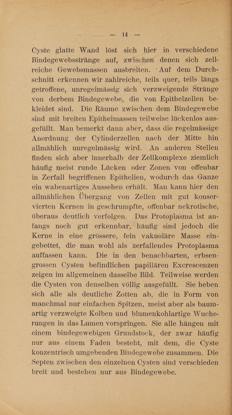 Cyste glatte Wand löst sich hier in verschiedene Bindegewebsstränge auf, zwischen denen sich zell¬ reiche Gewebsmassen ausbreiten. Auf dem Durch¬ schnitt erkennen wir zahlreiche, teils quer, teils längs getroffene, unregelmässig sich verzweigende Stränge von derbem Bindegewebe, die von Epithelzellen be¬ kleidet sind. Die Bäume zwischen dem Bindegewebe sind mit breiten Epithelmassen teilweise lückenlos aus¬ gefüllt. Man bemerkt dann aber, dass die regelmässige Anordnung der Cvlinderzellen nach der Mitte hin allmählich unregelmässig wird. An anderen Stellen finden sich aber innerhalb der Zellkomplexe ziemlich häufig meist runde Lücken oder Zonen von offenbar in Zerfall begriffenen Epithelien, wodurch das Ganze ein wabenartiges Aussehen erhält. Man kann hier den allmählichen Übergang von Zellen mit gut konser¬ vierten Kernen in geschrumpfte, offenbar nekrotische, überaus deutlich verfolgen. Das Protoplasma ist an¬ fangs noch gut erkennbar, häufig sind jedoch die Kerne in eine grössere, fein vakuoläre Masse ein¬ gebettet, die man wohl als zerfallendes Protoplasma auffassen kann. Die in den benachbarten, erbsen¬ grossen Cysten befindlichen papillären Excrescenzen zeigen im allgemeinen dasselbe Bild. Teilweise werden die Cysten von denselben völlig ausgefüllt. Sie heben sich alle als deutliche Zotten ab, die in Form von manchmal nur einfachen Spitzen, meist aber als baum¬ artig verzweigte Kolben und blumenkohlartige Wuche¬ rungen in das Lumen vorspringen. Sie alle hängen mit einem bindegewebigen Grundstock, der zwar häufig nur aus einem Faden besteht, mit dem, die Cyste konzentrisch umgebenden Bindegewebe zusammen. Die Septen zwischen den einzelnen Cysten sind verschieden breit und bestehen nur aus Bindegewebe.