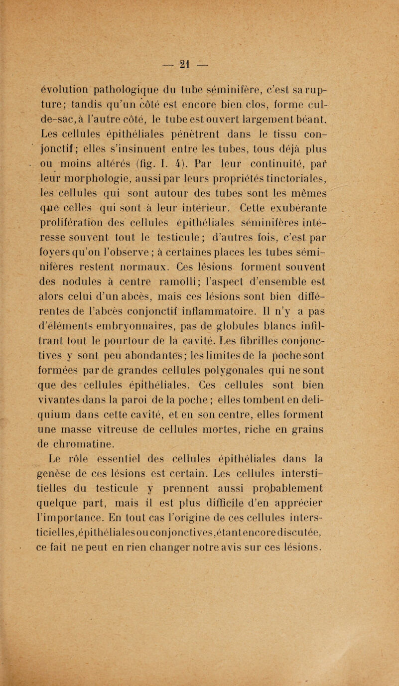 évolution pathologique du tube séminifère, c’est sa rup¬ ture; tandis qu’un côté est encore bien clos, forme cul- de-sac, à l’autre côté, le tube est ouvert largement béant. Les cellules épithéliales pénètrent dans le tissu con¬ jonctif ; elles s’insinuent entre les tubes, tous déjà plus ou moins altérés (fig. I. 4). Par leur continuité, par leur morphologie, aussi par leurs propriétés tinctoriales, les cellules qui sont autour des tubes sont les mêmes que celles qui sont à leur intérieur. Cette exubérante prolifération des cellules épithéliales séminifères inté¬ resse souvent tout le testicule ; d’autres fois, c’est par foyers qu’on l’observe ; à certaines places les tubes sémi¬ nifères restent normaux. Ces lésions forment souvent des nodules à centre ramolli ; l’aspect d’ensemble est alors celui d’un abcès, mais ces lésions sont bien diffé¬ rentes de l’abcès conjonctif inflammatoire. Il n’y a pas d’éléments embryonnaires, pas de globules blancs infil¬ trant tout le pourtour de la cavité. Les fibrilles conjonc¬ tives y sont peu abondantes; les limites de la pochesont formées par de grandes cellules polygonales qui ne sont que des cellules épithéliales. Ces cellules sont bien vivantes dans la paroi de la poche ; elles tombent en deli- quium dans cette cavité, et en son centre, elles forment une masse vitreuse de cellules mortes, riche en grains de chromatine. Le rôle essentiel des cellules épithéliales dans la genèse de ces lésions est certain. Les cellules intersti¬ tielles du testicule y prennent aussi probablement quelque part, mais il est plus difficile d’en apprécier l’importance. En tout cas l’origine de ces cellules inters- ticielles,épithéliales ou conjonctives, étant encore discutée, ce fait ne peut en rien changer notre avis sur ces lésions.