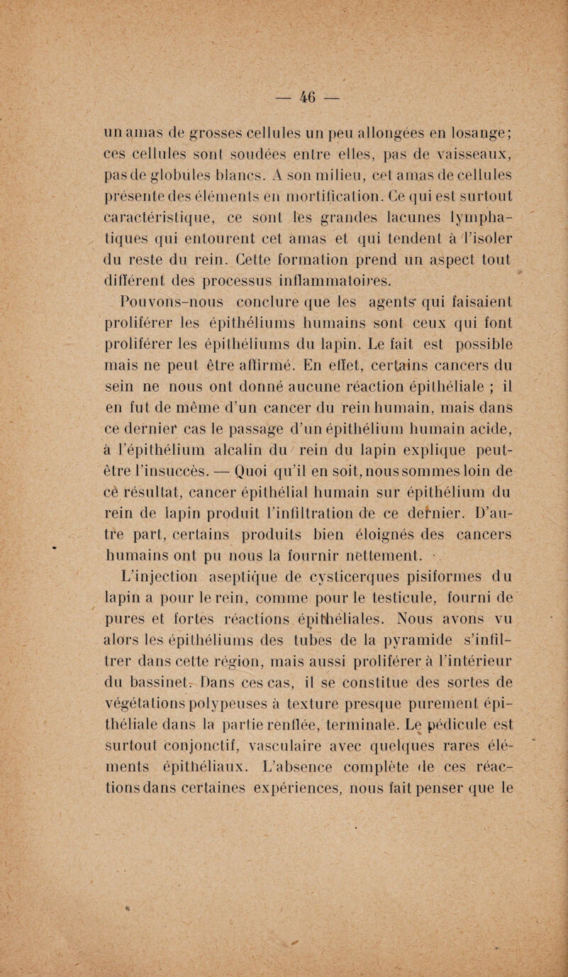 un amas de grosses cellules un peu allongées en losange; ces cellules sont soudées entre elles, pas de vaisseaux, pas de globules blancs. A son milieu, cet amas de cellules présente des éléments en mortification. Ce qui est surtout caractéristique, ce sont les grandes lacunes lympha¬ tiques qui entourent cet amas et qui tendent à l’isoler du reste du rein. Cette formation prend un aspect tout différent des processus inflammatoires. Pouvons-nous conclure que les agents* qui faisaient proliférer les épithéliums humains sont ceux qui font proliférer les épithéliums du lapin. Le fait est possible mais ne peut être affirmé. En effet, certains cancers du sein ne nous ont donné aucune réaction épithéliale ; il en fut de même d’un cancer du reinhumain, mais dans ce dernier cas le passage d’un épithélium humain acide, à l’épithélium alcalin du rein du lapin explique peut- être l’insuccès. — Quoi qu’il en soit, nous sommes loin de ce résultat, cancer épithélial humain sur épithélium du rein de lapin produit l’infiltration de ce dernier. D’au¬ tre part, certains produits bien éloignés des cancers humains ont pu nous la fournir nettement. L’injection aseptique de cvsticerques pisiformes du lapin a pour le rein, comme pour le testicule, fourni de pures et fortes réactions épithéliales. Nous avons vu alors les épithéliums des tubes de la pyramide s’infil¬ trer dans cette région, mais aussi proliférer à l’intérieur du bassinet. Dans ces cas, il se constitue des sortes de végétations polypeuses à texture presque purement épi¬ théliale dans la partie renflée, terminale. Le pédicule est surtout conjonctif, vasculaire avec quelques rares élé¬ ments épithéliaux. L’absence complète de ces réac¬ tions dans certaines expériences, nous fait penser que le