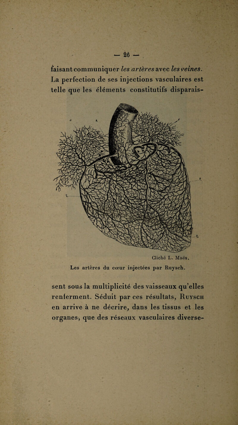 faisant communiquer les artères avec les veines. La perfection de ses injections vasculaires est telle que les éléments constitutifs disparais- Cliché L. Maës. Les artères du cœur injectées par Ruysch. sent sous la multiplicité des vaisseaux qu’elles renferment. Séduit par ces résultats, Ruysch en arrive à ne décrire, dans les tissus et les organes, que des réseaux vasculaires diverse-