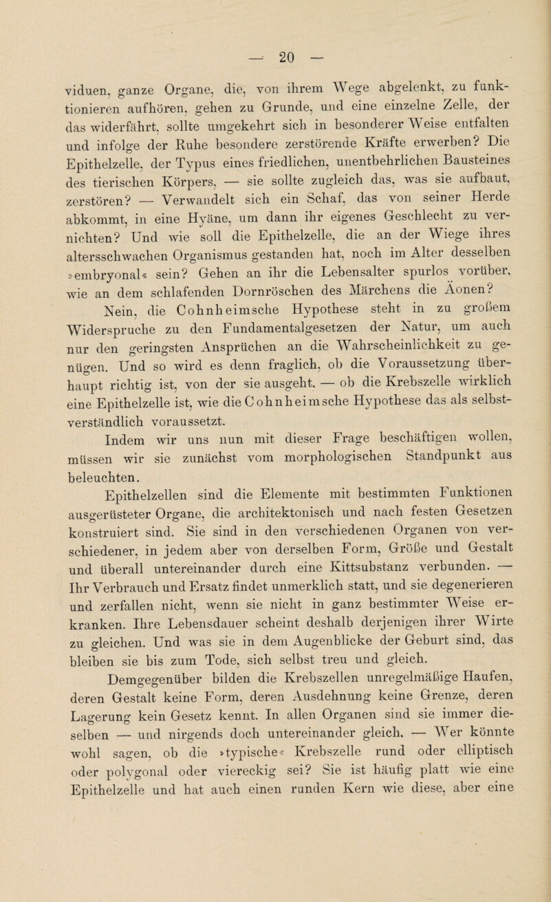 viduen, ganze Organe, die, von ihrem Wege abgelenkt, zn funk¬ tionieren aufhören, geben zu Grunde, und eine einzelne Zelle, der das widerfährt, sollte umgekehrt sich in besonderer Weise entfalten und infolge der Ruhe besondere zerstörende Kräfte erwerben? Die Epithelzelle, der Typus eines friedlichen, unentbehrlichen Bausteines des tierischen Körpers, —- sie sollte zugleich das, was sie aufbaut, zerstören? — Verwandelt sich ein bchaf, das von seiner Herde abkommt, in eine Hyäne, um dann ihr eigenes Geschlecht zu ver¬ nichten? Und wie soll die Epithelzelle, die an der Wiege ihres altersschwachen Organismus gestanden hat, noch im Alter desselben »embryonal« sein? Gehen an ihr die Lebensalter spurlos voiüber, wie an dem schlafenden Dornröschen des Märchens die Äonen? Kein, die Cohnheimsche Hypothese steht in zu großem Widerspruche zu den Fundamentalgesetzen der Natur, um auch nur den geringsten Ansprüchen an die Wahrscheinlichkeit zu ge¬ nügen. Und so wird es denn fraglich, ob die Voraussetzung über¬ haupt richtig ist, von der sie ausgeht. — ob die Krebszelle wirklich eine Epithelzelle ist, wie die Cohnheimsche Hypothese d as als selbst¬ verständlich voraussetzt. Indem wir uns nun mit dieser Frage beschäftigen wollen, müssen wir sie zunächst vom morphologischen Standpunkt aus beleuchten. Epithelzellen sind die Elemente mit bestimmten Funktionen ausgerüsteter Organe, die architektonisch und nach festen Gesetzen konstruiert sind. Sie sind in den verschiedenen Organen von ver¬ schiedener. in jedem aber von derselben Form, Größe und Gestalt und überall untereinander durch eine Kittsubstanz verbunden. — Ihr Verbrauch und Ersatz findet unmerklich statt, und sie degenerieren und zerfallen nicht, wenn sie nicht in ganz bestimmter Weise er¬ kranken. Ihre Lebensdauer scheint deshalb derjenigen ihrer Wirte zu gleichen. Und was sie in dem Augenblicke der Geburt sind, das bleiben sie bis zum Tode, sich selbst treu und gleich. Demgegenüber bilden die Krebszellen unregelmäßige Haufen, deren Gestalt keine Form, deren Ausdehnung keine Grenze, deren Lagerung kein Gesetz kennt. In allen Organen sind sie immer die¬ selben — und nirgends doch untereinander gleich. — Wer könnte wohl sagen, ob die »typische« Krebszelle rund oder elliptisch oder polygonal oder viereckig sei? Sie ist häufig platt wie eine Epithelzelle und hat auch einen runden Kern wie diese, aber eine