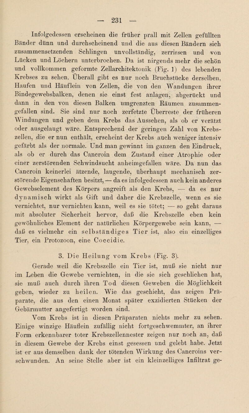 Infolgedessen erscheinen die früher prall mit Zellen gefüllten Bänder dünn und durchscheinend und die aus diesen Bändern sich zusammensetzenden Schlingen unvollständig, zerrissen und von Lücken und Löchern unterbrochen. Da ist nirgends mehr die schön und vollkommen geformte Zellarchitektonik (Fig. 1) des lebenden Krebses zu sehen. Überall gibt es nur noch Bruchstücke derselben, Haufen und Häuflein von Zellen, die von den Wandungen ihrer Bindegewebsbalken, denen sie einst fest anlägen, abgerückt und dann in den von diesen Balken umgrenzten Räumen zusammen¬ gefallen sind. Sie sind nur noch zerfetzte Überreste der früheren Windungen und geben dem Krebs das Aussehen, als ob er verätzt oder ausgelaugt wäre. Entsprechend der geringen Zahl von Krebs¬ zellen, .die er nun enthält, erscheint der Krebs auch weniger intensiv gefärbt als der normale. Und man gewinnt im ganzen den Eindruck, als ob er durch das Cancroin dem Zustand einer Atrophie oder einer zerstörenden Schwindsucht anheimgefallen wäre. Da nun das Cancroin keinerlei ätzende, laugende, überhaupt mechanisch zer¬ störende Eigenschaften besitzt, — da es infolgedessen auch kein anderes Gewebselement des Körpers angreift als den Krebs, — da es nur dynamisch wirkt als Gift und daher die Krebszelle, wenn es sie vernichtet, nur vernichten kann, weil es sie tötet; — so geht daraus mit absoluter Sicherheit hervor, daß die Krebszelle eben kein gewöhnliches Element der natürlichen Körpergewebe sein kann, — daß es vielmehr ein selbständiges Tier ist, also ein einzelliges Tier, ein Protozoon, eine Coccidie. 3. Die Heilung vom Krebs (Fig. 3). Gerade weil die Krebszelle ein Tier ist, muß sie nicht nur im Leben die Gewebe vernichten, in die sie sich geschlichen hat, sie muß auch durch ihren Tod diesen Geweben die Möglichkeit geben, wieder zu heilen. Wie das geschieht, das zeigen Prä¬ parate, die aus den einen Monat später exzidierten Stücken der Gebärmutter angefertigt worden sind. Vom Krebs ist in diesen Präparaten nichts mehr zu sehen. Einige winzige Häuflein zufällig nicht fortgeschwemmter, an ihrer Form erkennbarer toter Krebszellennester zeigen nur noch an, daß in diesem Gewebe der Krebs einst gesessen und gelebt habe. Jetzt ist er aus demselben dank der tötenden Wirkung des Cancroins ver¬ schwunden. An seine Stelle aber ist ein kleinzelliges Infiltrat ge-