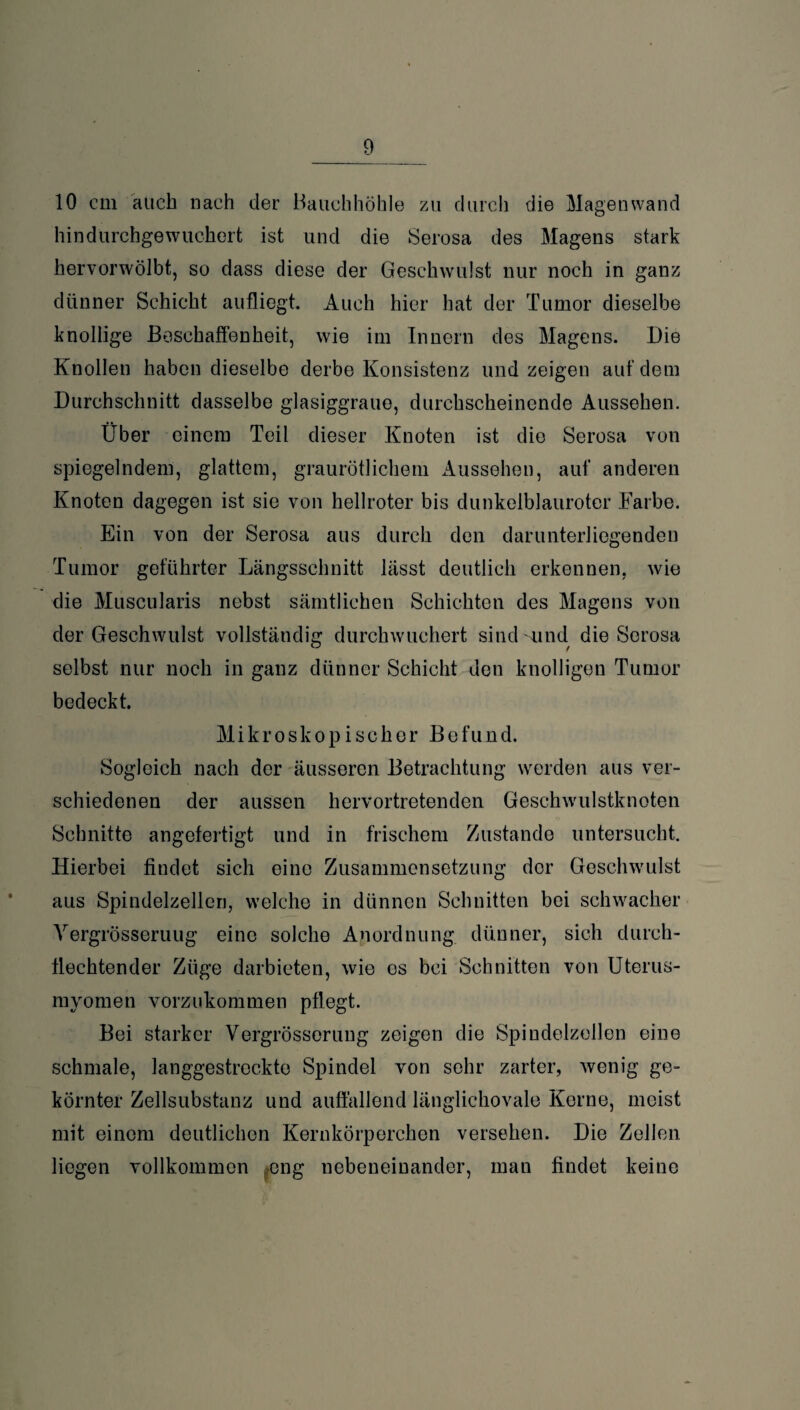 10 cm auch nach der Bauchhöhle zu durch die Magen wand hindurchgewuchert ist und die Serosa des Magens stark hervorwölbt, so dass diese der Geschwulst nur noch in ganz dünner Schicht aufliegt. Auch hier hat der Tumor dieselbe knollige Beschaffenheit, wie im Innern des Magens. Die Knollen haben dieselbe derbe Konsistenz und zeigen auf dem Durchschnitt dasselbe glasiggraue, durchscheinende Aussehen. Über einem Teil dieser Knoten ist die Serosa von spiegelndem, glattem, graurötlichem Aussehen, auf anderen Knoten dagegen ist sie von hellroter bis dunkelblauroter Farbe. Ein von der Serosa aus durch den darunterliegenden Tumor geführter Längsschnitt lässt deutlich erkennen, wie die Muscularis nebst sämtlichen Schichten des Magens von der Geschwulst vollständig durchwuchert sind-und die Serosa selbst nur noch in ganz dünner Schicht den knolligen Tumor bedeckt. Mikroskopischer Befund. Sogleich nach der äusseren Betrachtung werden aus ver¬ schiedenen der aussen hervortretenden Geschwulstknoten o Schnitte angefertigt und in frischem Zustande untersucht. Hierbei findet sich eine Zusammensetzung der Geschwulst aus Spindelzellen, welche in dünnen Schnitten bei schwacher Yergrösseruug eine solche Anordnung dünner, sich durch¬ flechtender Züge darbieten, wie es bei Schnitten von Uterus¬ myomen vorzukommen pflegt. Bei starker Yergrösseruug zeigen die Spindelzellen eine schmale, langgestreckte Spindel von sehr zarter, wenig ge¬ körnter Zellsubstanz und auffallend länglichovale Kerne, meist mit einem deutlichen Kernkörperchen versehen. Die Zellen liegen vollkommen rcng nebeneinander, man findet keine