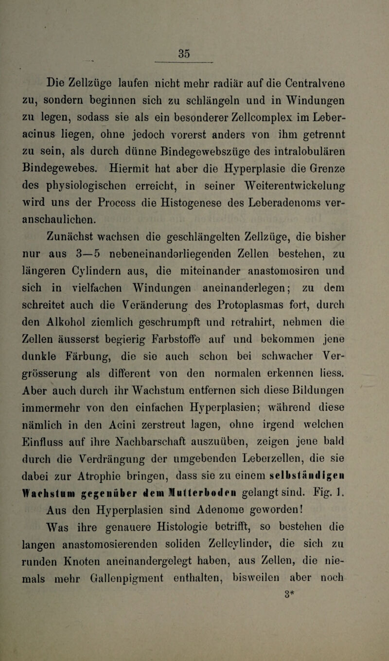 Die Zellziige laufen nicht mehr radiär auf die Centralvene zu, sondern beginnen sich zu schlängeln und in Windungen zu legen, sodass sie als ein besonderer Zellcomplex im Leber- acinus liegen, ohne jedoch vorerst anders von ihm getrennt zu sein, als durch dünne Bindegewebszüge des intralobulären Bindegewebes. Hiermit hat aber die Hyperplasie die Grenze des physiologischen erreicht, in seiner Weiterentwickelung wird uns der Process die Histogenese des Leberadenoms ver¬ anschaulichen. Zunächst wachsen die geschlängelten Zellziige, die bisher nur aus 3—5 nebeneinandorliegenden Zellen bestehen, zu längeren Cylindern aus, die miteinander anastomosiren und sich in vielfachen Windungen aneinanderlegen; zu dem schreitet auch die Veränderung des Protoplasmas fort, durch den Alkohol ziemlich geschrumpft und retrahirt, nehmen die Zellen äusserst begierig Farbstoffe auf und bekommen jene dunkle Färbung, die sie auch schon bei schwacher Ver- grösserung als different von den normalen erkennen liess. Aber auch durch ihr Wachstum entfernen sich diese Bildungen immermehr von den einfachen Hyperplasien; während diese nämlich in den Acini zerstreut lagen, ohne irgend welchen Einfluss auf ihre Nachbarschaft auszuüben, zeigen jene bald durch die Verdrängung der umgebenden Leberzellen, die sie dabei zur Atrophie bringen, dass sie zu einem selbständigen Wachstum gegenüber dem Mutterboden gelangt sind. Fig. L Aus den Hyperplasien sind Adenome geworden! Was ihre genauere Histologie betrifft, so bestehen die langen anastomosierenden soliden Zellcylinder, die sich zu runden Knoten aneinandergelegt haben, aus Zellen, die nie¬ mals mehr Gallenpigment enthalten, bisweilen aber noch 3*