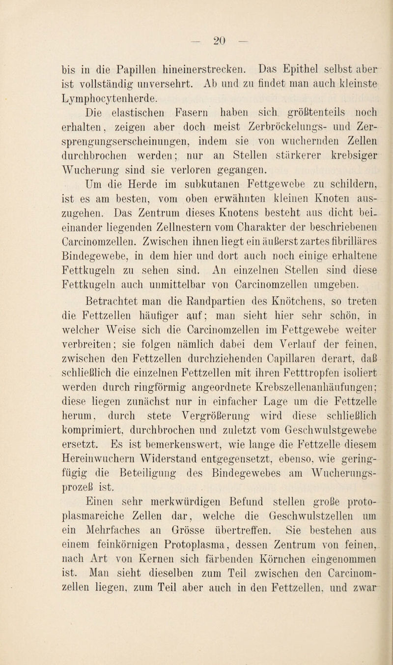 bis in die Papillen hineinerstrecken. Das Epithel selbst aber ist vollständig unversehrt. Ab und zu findet man auch kleinste Lymphocytenherde. Die elastischen Fasern haben sich größtenteils noch erhalten, zeigen aber doch meist Zerbröckelungs- und Zer¬ sprengungserscheinungen, indem sie von wuchernden Zellen durchbrochen werden; nur an Stellen stärkerer krebsiger Wucherung sind sie verloren gegangen. Um die Herde im subkutanen Fettgewebe zu schildern, ist es am besten, vom oben erwähnten kleinen Knoten aus¬ zugehen. Das Zentrum dieses Knotens besteht aus dicht bei¬ einander liegenden Zellnestern vom Charakter der beschriebenen Carcinomzellen. Zwischen ihnen liegt ein äußerst zartes fibrilläres Bindegewebe, in dem hier und dort auch noch einige erhaltene Fettkugeln zu sehen sind. An einzelnen Stellen sind diese Fettkugeln auch unmittelbar von Carcinomzellen umgeben. Betrachtet man die Randpartien des Knötchens, so treten die Fettzellen häufiger auf; man sieht hier sehr schön, in welcher Weise sich die Carcinomzellen im Fettgewebe weiter verbreiten; sie folgen nämlich dabei dein Verlauf der feinen, zwischen den Fettzellen durchziehenden Capillaren derart, daß schließlich die einzelnen Fettzellen mit ihren Fetttropfen isoliert werden durch ringförmig angeordnete Krebszellenanhäufungen; diese liegen zunächst nur in einfacher Lage um die Fettzelle herum, durch stete Vergrößerung wird diese schließlich komprimiert, durchbrochen und zuletzt vom Geschwulstgewebe ersetzt. Es ist bemerkenswert, wie lange die Fettzelle diesem Hereinwuchern Widerstand entgegensetzt, ebenso, wie gering¬ fügig die Beteiligung des Bindegewebes am Wucherungs¬ prozeß ist. Einen sehr merkwürdigen Befund stellen große proto¬ plasmareiche Zellen dar, welche die Geschwulstzellen um ein Mehrfaches an Grösse übertreffen. Sie bestehen aus einem feinkörnigen Protoplasma, dessen Zentrum von feinen, nach Art von Kernen sich färbenden Körnchen eingenommen ist. Man sieht dieselben zum Teil zwischen den Carcinom¬ zellen liegen, zum Teil aber auch in den Fettzellen, und zwar