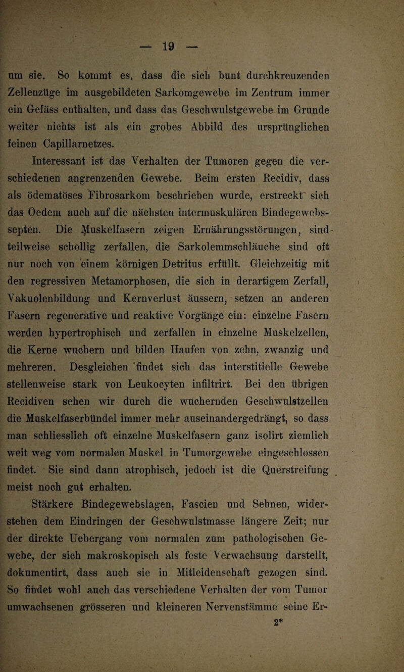 um sie. So kommt es, dass die sich bunt durchkreuzenden Zellenzüge im ausgebildeten Sarkomgewebe im Zentrum immer ein Gefäss enthalten, und dass das Geschwulstgewebe im Grunde weiter nichts ist als ein grobes Abbild des ursprünglichen feinen Capillarnetzes. Interessant ist das Verhalten der Tumoren gegen die ver¬ schiedenen angrenzenden Gewebe. Beim ersten Recidiv, dass als ödematöses Fibrosarkom beschrieben wurde, erstreckt sich das Oedem auch auf die nächsten intermuskulären Bindegewebs- septen. Die Muskelfasern zeigen Ernährungsstörungen, sind- teilweise schollig zerfallen, die Sarkolemmschläuche sind oft nur noch von einem körnigen Detritus erfüllt. Gleichzeitig mit den regressiven Metamorphosen, die sich in derartigem Zerfall, Vakuolenbildung und Kernverlust äussern, setzen an anderen Fasern regenerative und reaktive Vorgänge ein: einzelne Fasern werden hypertrophisch und zerfallen in einzelne Muskelzellen, die Kerne wuchern und bilden Haufen von zehn, zwanzig und mehreren. Desgleichen 'findet sich das interstitielle Gewebe stellenweise stark von Leukocyten infiltrirt. Bei den übrigen Recidiven sehen wir durch die wuchernden Geschwulstzellen die Muskelfaserbündel immer mehr auseinandergedrängt, so dass man schliesslich oft einzelne Muskelfasern ganz isolirt ziemlich weit weg vom normalen Muskel in Tumorgewebe eingeschlossen findet. Sie sind dann atrophisch, jedoch' ist die Querstreifung meist noch gut erhalten. Stärkere Bindegewebslagen, Fascien und Sehnen, wider¬ stehen dem Eindringen der Geschwulstmasse längere Zeit; nur der direkte Uebergang vom normalen zum pathologischen Ge¬ webe, der sich makroskopisch als feste Verwachsung darsteilt, dokumentirt, dass auch sie in Mitleidenschaft gezogen sind. So findet wohl auch das verschiedene Verhalten der vom Tumor V , umwachsenen grösseren und kleineren Nervenstämme seine Er-