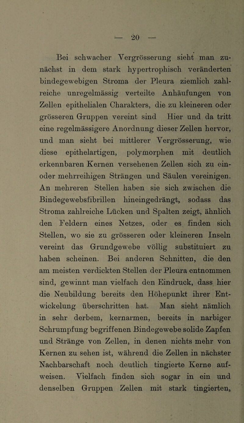 Bei schwacher Vergrösserung sieht man zu¬ nächst in dem stark hypertrophisch veränderten bindegewebigen Stroma der Pleura ziemlich zahl¬ reiche unregelmässig verteilte Anhäufungen von Zellen epithelialen Charakters, die zu kleineren oder grösseren Gruppen vereint sind Hier und da tritt eine regelmässigere Anordnung dieser Zellen hervor, und man sieht bei mittlerer Yergrösserung, wie diese epithelartigen, polymorphen mit deutlich erkennbaren Kernen versehenen Zellen sich zu ein- oder mehrreihigen Strängen und Säulen vereinigen. An mehreren Stellen haben sie sich zwischen die Bindegewebsfibrillen hineingedrängt, sodass das Stroma zahlreiche Lücken und Spalten zeigt, ähnlich den Feldern eines Netzes, oder es finden sich Stellen, wo sie zu grösseren oder kleineren Inseln vereint das Grundgewebe völlig substituiert zu haben scheinen. Bei anderen Schnitten, die den am meisten verdickten Stellen der Pleura entnommen sind, gewinnt man vielfach den Eindruck, dass hier die Neubildung bereits den Höhepunkt ihrer Ent¬ wickelung überschritten hat. Man sieht nämlich in sehr derbem, kernarmen, bereits in narbiger Schrumpfung begriffenen Bindegewebe solide Zapfen und Stränge von Zellen, in denen nichts mehr von Kernen zu sehen ist, während die Zellen in nächster Nachbarschaft noch deutlich tingierte Kerne auf¬ weisen. Vielfach finden sich sogar in ein und denselben Gruppen Zellen mit stark tingierten,