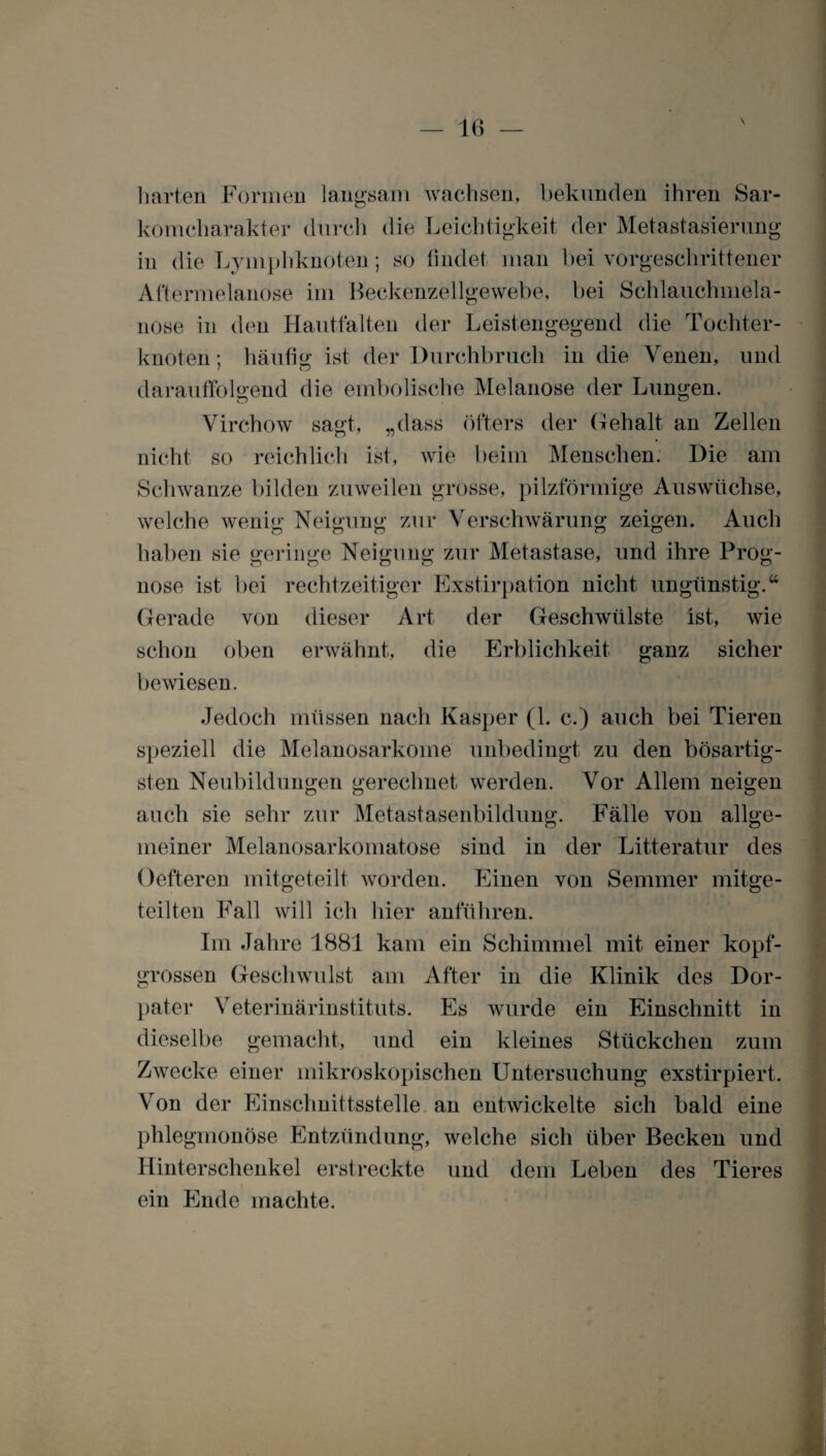 harten Formen langsam wachsen, bekunden ihren Sar¬ komcharakter durch die Leichtigkeit der Metastasierung in die Lymphknoten; so findet man bei vorgeschrittener Aftermelanose im Beckenzellgewebe, bei Schlauchmela¬ nose in den Hautfalten der Leistengegend die Tochter¬ knoten; häufig ist der Durchbruch in die Venen, und darauffolgend die embolische Melanose der Lungen. Virchow sagt, „dass öfters der Gehalt an Zellen nicht so reichlich ist, wie beim Menschen. Die am Schwänze bilden zuweilen grosse, pilzförmige Auswüchse, welche wenig Neigung zur Verschwärung zeigen. Auch haben sie geringe Neigung zur Metastase, und ihre Prog¬ nose ist bei rechtzeitiger Exstirpation nicht ungünstig.“ Gerade von dieser Art der Geschwülste ist, wie schon oben erwähnt, die Erblichkeit ganz sicher bewiesen. Jedoch müssen nach Kasper (1. c.) auch bei Tieren speziell die Melanosarkome unbedingt zu den bösartig¬ sten Neubildungen gerechnet werden. Vor Allem neigen auch sie sehr zur Metastasenbildung. Fälle von allge¬ meiner Melanosarkomatose sind in der Litteratur des öefteren mitgeteilt worden. Einen von Semmer mitge¬ teilten Fall will ich hier anführen. Im Jahre 1881 kam ein Schimmel mit einer kopf¬ grossen Geschwulst am After in die Klinik des Dor- pater Veterinärinstituts. Es wurde ein Einschnitt in dieselbe gemacht, und ein kleines Stückchen zum Zwecke einer mikroskopischen Untersuchung exstirpiert. Von der Einschnittsstelle an entwickelte sich bald eine phlegmonöse Entzündung, welche sich über Becken und Hinterschenkel erstreckte und dem Leben des Tieres ein Ende machte.