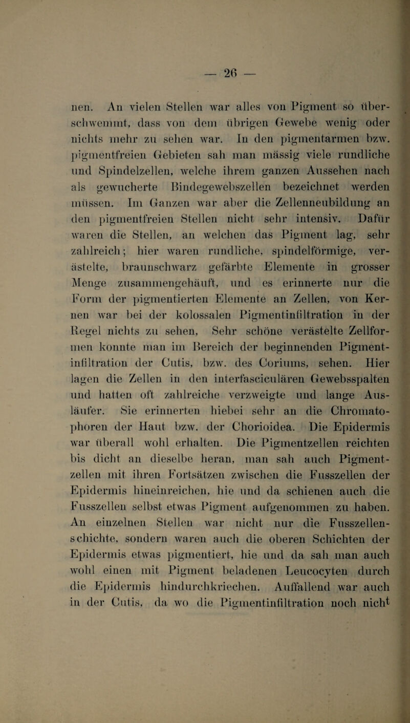 neu. An vielen Stellen war alles von Pigment so über¬ schwemmt, dass von dem übrigen Gewebe wenig oder nichts mehr zu sehen war. In den pigmentarmen bzw. pigmentfreien Gebieten sah man massig viele rundliche und Spindelzellen, welche ihrem ganzen Aussehen nach als gewucherte Bindegewebszellen bezeichnet werden müssen. Im Ganzen war aber die Zellenneubildung an den pigmentfreien Stellen nicht sehr intensiv. Dafür waren die Stellen, an welchen das Pigment lag, sehr zahlreich; hier waren rundliche, spindelförmige, ver¬ ästelte, braunschwarz gefärbte Elemente in grosser Menge zusammengehäuft, und es erinnerte nur die Form der pigmentierten Elemente an Zellen, von Ker¬ nen war bei der kolossalen Pigmentinfiltration in der Regel nichts zu sehen, Sehr schöne verästelte Zellfor¬ men konnte man im Bereich der beginnenden Pigment¬ intiltration der Cutis, bzw. des Coriums, sehen. Hier lagen die Zellen in den interfasciculären Gewebsspalten und hatten oft zahlreiche verzweigte und lange Aus¬ läufer. Sie erinnerten hiebei sehr an die Chromato¬ phoren der Haut bzw. der Chorioidea. Die Epidermis war überall wohl erhalten. Die Pigmentzellen reichten bis dicht an dieselbe heran, man sah auch Pigment¬ zellen mit ihren Fortsätzen zwischen die Fusszellen der Epidermis hineinreichen, hie und da schienen auch die Fusszellen selbst etwas Pigment aufgenommen zu haben. An einzelnen Stellen war nicht nur die Fusszellen- schichte, sondern waren auch die oberen Schichten der Epidermis etwas pigmentiert, hie und da sah man auch wohl einen mit Pigment beladenen Leucocyten durch die Epidermis hindurchkriechen. Auffallend war auch in der Cutis, da wo die Pigmentinfiltration noch nicht