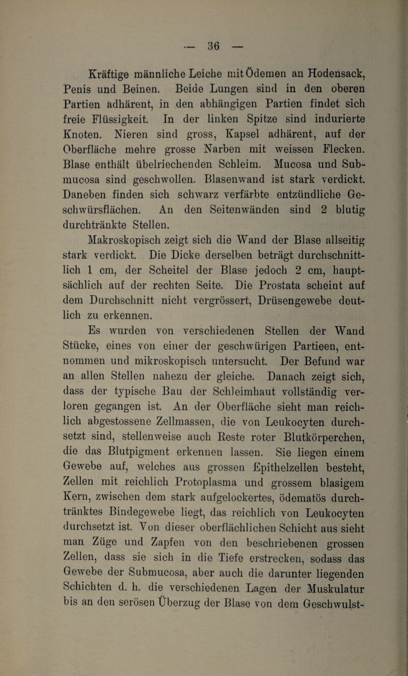 Kräftige männliche Leiche mit Ödemen an Hodensack, Penis und Beinen. Beide Lungen sind in den oberen Partien adhärent, in den abhängigen Partien findet sich freie Flüssigkeit. In der linken Spitze sind indurierte Knoten. Nieren sind gross, Kapsel adhärent, auf der Oberfläche mehre grosse Narben mit weissen Flecken. Blase enthält übelriechenden Schleim. Mucosa und Sub- mucosa sind geschwollen. Blasenwand ist stark verdickt. Daneben finden sich schwarz verfärbte entzündliche Ge¬ schwürsflächen. An den Seitenwänden sind 2 blutig durchtränkte Stellen. Makroskopisch zeigt sich die Wand der Blase allseitig stark verdickt. Die Dicke derselben beträgt durchschnitt¬ lich 1 cm, der Scheitel der Blase jedoch 2 cm, haupt¬ sächlich auf der rechten Seite. Die Prostata scheint auf dem Durchschnitt nicht vergrössert, Drüsengewebe deut¬ lich zu erkennen. Es wurden von verschiedenen Stellen der Wand Stücke, eines von einer der geschwürigen Partieen, ent¬ nommen und mikroskopisch untersucht. Der Befund war an allen Stellen nahezu der gleiche. Danach zeigt sich, dass der typische Bau der Schleimhaut vollständig ver¬ loren gegangen ist. An der Oberfläche sieht man reich¬ lich abgestossene Zellmassen, die von Leukocyten durch¬ setzt sind, stellenweise auch Reste roter Blutkörperchen, die das Blutpigment erkennen lassen. Sie liegen einem Gewebe auf, welches aus grossen Epithelzellen besteht, Zellen mit reichlich Protoplasma und grossem blasigem Kern, zwischen dem stark aufgelockertes, ödematös durch- tränktes Bindegewebe liegt, das reichlich von Leukocyten durchsetzt ist. Von dieser oberflächlichen Schicht aus sieht man Züge und Zapfen von den beschriebenen grossen Zellen, dass sie sich in die Tiefe erstrecken, sodass das Gewebe der Submucosa, aber auch die darunter liegenden Schichten d. h. die verschiedenen Lagen der Muskulatur bis an den serösen Überzug der Blase von dem Geschwulst-