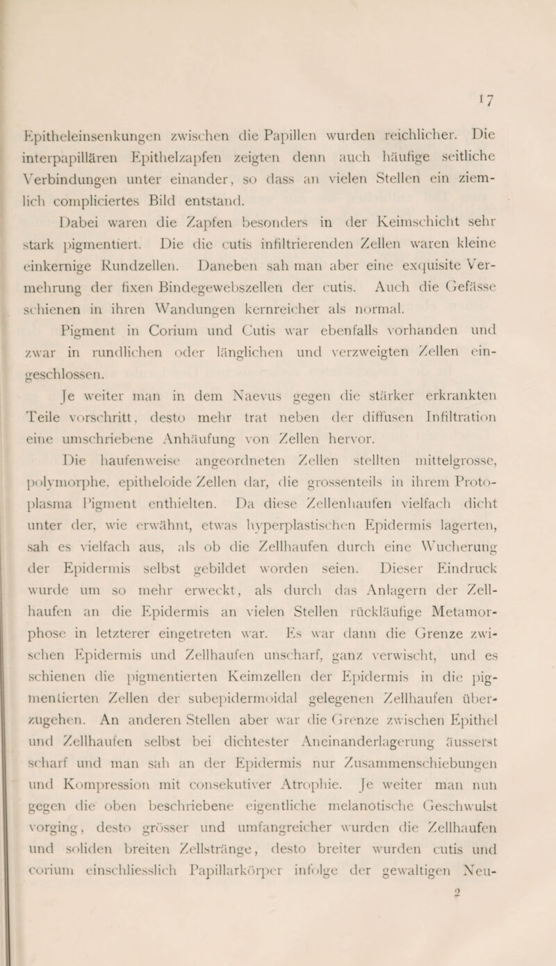 Epitheleinsenkungen zwischen die Papillen wurden reichlicher. Die interpapillären Epithelzapfen zeigten denn auch 1 läufige seitliche Verbindungen unter einander, so dass an vielen Stellen ein ziem¬ lich compliciertes Bild entstand. Dabei waren die Zapfen besonders in der Keimschicht sehr stark pigmentiert. Die die cutis infiltrierenden Zellen waren kleine einkernige Rundzellen. Daneben sah man aber eine exquisite Ver¬ mehrung der fixen Bindegewebszellen der cutis. Auch die Gefässe schienen in ihren Wandungen kernreicher als normal. Pigment in Corium und Cutis war ebenfalls vorhanden und zwar in rundlichen oder länglichen und verzweigten Zellen ein¬ geschlossen. |e weiter man in dem Naevus gegen die stärker erkrankten Teile vorschritt, desto mehr trat neben der diffusen Infiltration eine umschriebene Anhäufung von Zellen hervor. Die haufenweise angeordneten Zellen stellten mittelgrosse, polymorphe, epitheloide Zellen dar, die grossenteils in ihrem Proto¬ plasma Pigment enthielten. Da diese Zellenhaufen vielfach dicht unter der, wie erwähnt, etwas Inperplastischen Epidermis lagerten, sah es vielfach aus, als ob die Zellhaufen durch eine Wucherung der Epidermis selbst gebildet worden seien. Dieser Eindruck wurde um so mehr erweckt, als durch das Anlagern der Zell¬ haufon an die Epidermis an vielen Stellen rückläufige Metamor¬ phose in letzterer eingetreten war. Es war dann die Grenze zwi¬ schen Epidermis und Zellhaufen unscharf, ganz verwischt, und es schienen die pigmentierten Keimzellen der Epidermis in die pig¬ mentierten Zellen der subepidermoidal gelegenen Zellhaufen über¬ zugehen. An anderen Stellen aber war die Grenze zwischen Epithel und Zellhaufen selbst bei dichtester Aneinanderlagerung äusserst scharf und man sah an der Epidermis nur Zusammenschiebungen und Kompression mit consekutiver Atrophie. |e weiter man nun gegen die oben beschriebene eigentliche melanotische Geschwulst vorging, desto grösser und umfangreicher wurden die Zellhaufen und soliden breiten Zellstränge, desto breiter wurden cutis und corium einschliesslich Papillarkörper infolge der gewaltigen Neu-