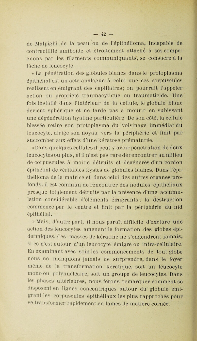 de Malpighi de la peau ou de l’épithélioma, incapable de contractilité amiboïde et étroitement attaché à ses compa¬ gnons par les filaments communiquants, se consacre à la tâche de leucocyte. » La pénétration des globules blancs dans le protoplasma épithélial est un acte analogue à celui que ces corpuscules réalisent en émigrant des capillaires; on pourrait l’appeler action ou propriété traumacytique ou traumaticide. Une fois installé dans l’intérieur de la cellule, le globule blanc devient sphérique et ne tarde pas à mourir en subissant une dégénération hyaline particulière. De son côté, la cellule blessée retire son protoplasma du voisinage immédiat du leucocyte, dirige son noyau vers la périphérie et finit par succomber aux effets d’une kératose prématurée. »Dans quelques cellules il peut y avoir pénétration de deux leucocytes ou plus, et il n’est pas rare de rencontrer au milieu de corpuscules à moitié détruits et dégénérés d’un cordon épithélial de véritables kystes de globules blancs. Dans Lépi- thélioma de la matrice et dans celui des autres organes pro¬ fonds, il est commun de rencontrer des nodules épithéliaux presque totalement détruits par la présence d’une accumu¬ lation considérable d’éléments émigrants; la destruction commence par le centre et finit par la périphérie du nid épithélial. » Mais, d’autre part, il nous paraît difficile d’exclure une action des leucocytes amenant la formation des globes épi¬ dermiques. Ces masses de kératine ne s’engendrent jamais, si ce n’est autour d’un leucocyte émigré ou intra-cellulaire. En examinant avec soin les commencements de tout globe nous ne manquons jamais de surprendre, dans le foyer même de la transformation kératique, soit un leucocyte mono ou polynucléaire, soit un groupe de leucocytes. Dans les phases ultérieures, nous ferons remarquer comment se disposent en lignes concentriques autour du globule émi¬ grant les corpuscules épithéliaux les plus rapprochés pour se transformer rapidement en lames de matière cornée.