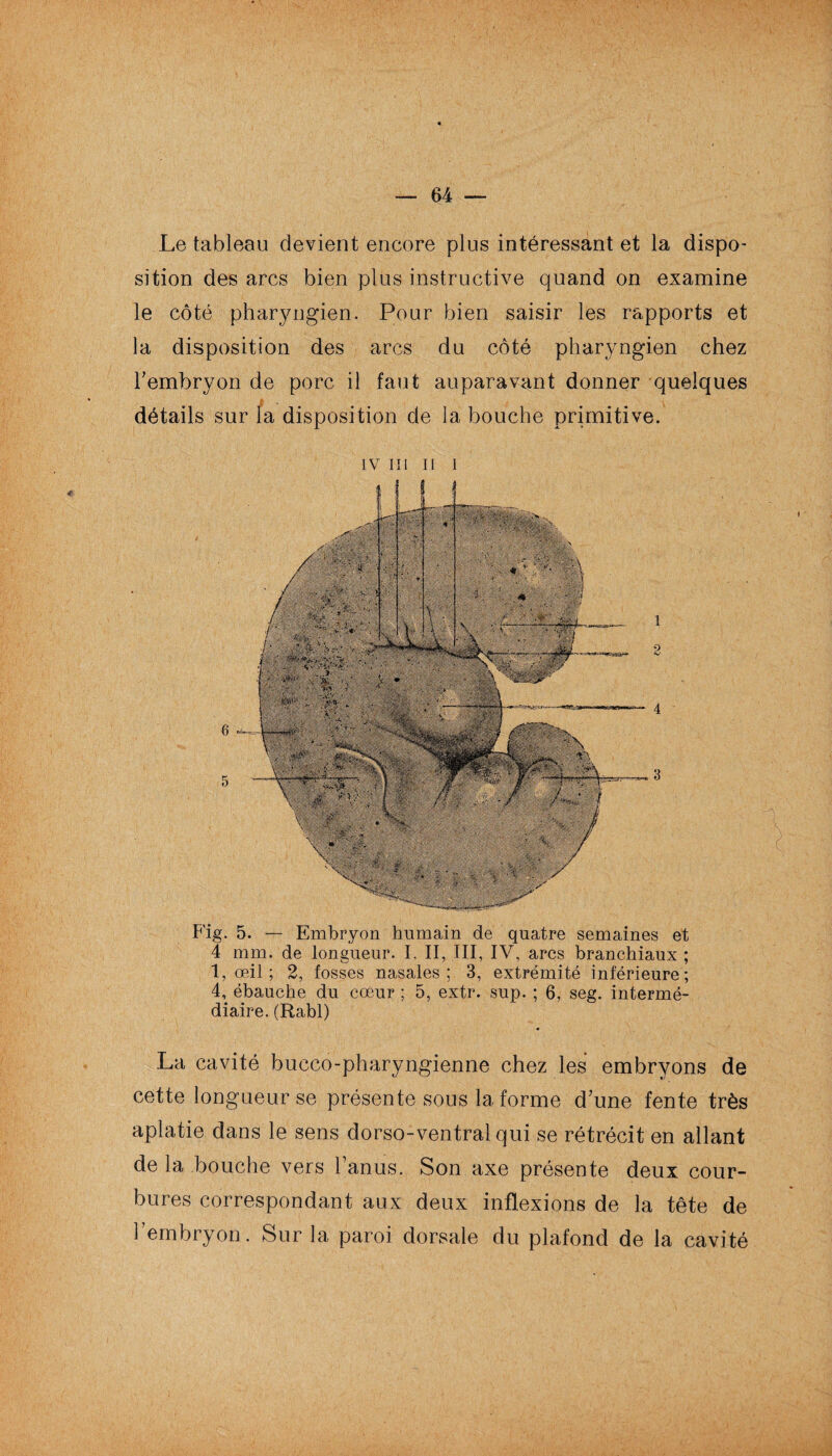 Le tableau devient encore plus intéressant et la dispo¬ sition des arcs bien plus instructive quand on examine le côté pharyngien. Pour bien saisir les rapports et la disposition des arcs du côté pharyngien chez l'embryon de porc il faut auparavant donner quelques & . \ détails sur la disposition de la bouche primitive. IV IÏI II 1 Fig. 5. — Embryon humain de quatre semaines et 4 mm. de longueur. I. II, III, IV, arcs branchiaux ; 1, œil; 2, fosses nasales; 3, extrémité inférieure; 4, ébauche du cœur ; 5, extr. sup. ; 6, seg. intermé¬ diaire. (Rabl) La cavité bucco-pharyngienne chez les embryons de cette longueur se présente sous la forme dune fente très aplatie dans le sens dorso-ventral qui se rétrécit en allant de la bouche vers l’anus. Son axe présente deux cour¬ bures correspondant aux deux inflexions de la tête de h embryon. Sur la paroi dorsale du plafond de la cavité