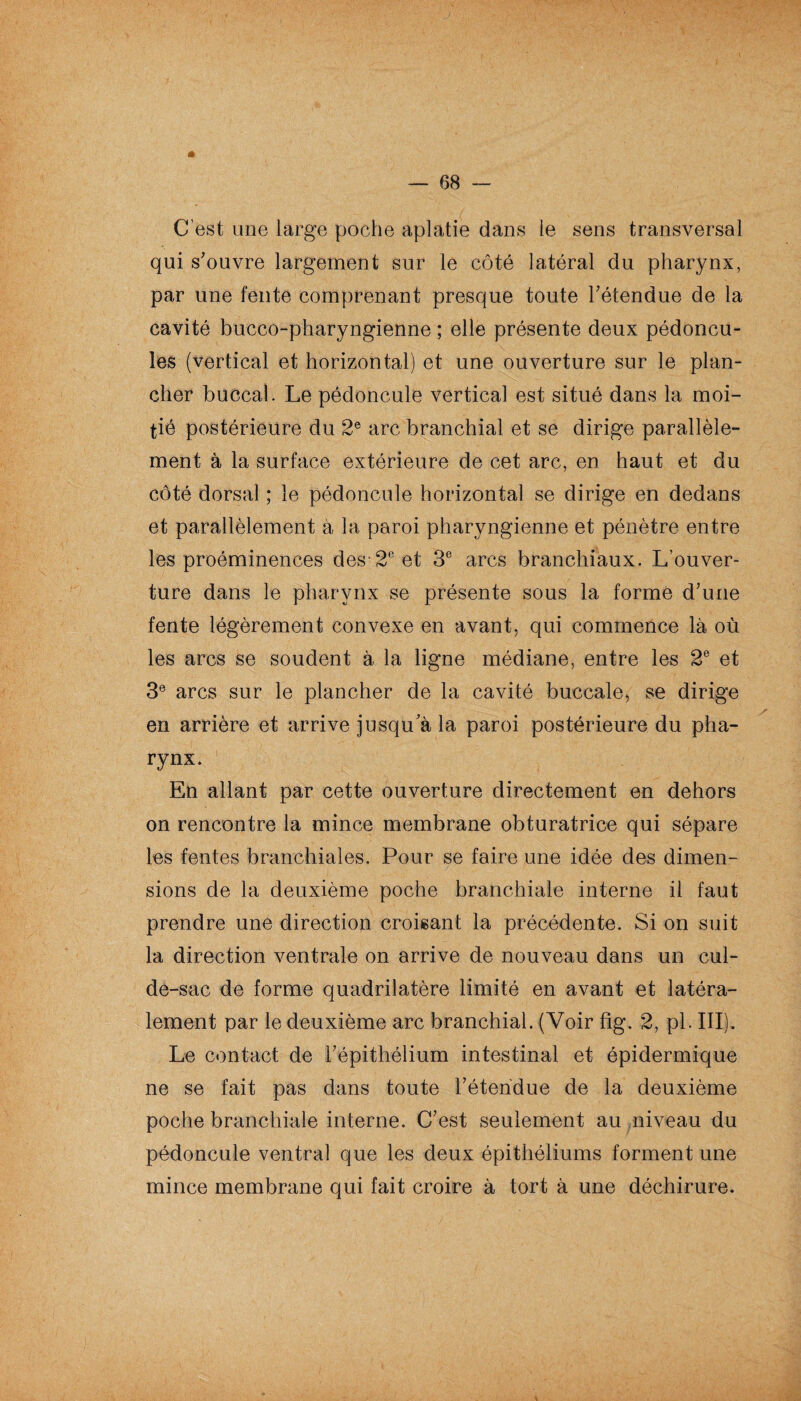 C’est une large poche aplatie dans ie sens transversal qui s'ouvre largement sur le côté latéral du pharynx, par une fente comprenant presque toute l'étendue de la cavité bucco-pharyngienne ; elle présente deux pédoncu¬ les (vertical et horizontal) et une ouverture sur le plan¬ cher buccal. Le pédoncule vertical est situé dans la moi¬ tié postérieure du 2e arc branchial et se dirige parallèle¬ ment à la surface extérieure de cet arc, en haut et du côté dorsal ; le pédoncule horizontal se dirige en dedans et parallèlement à la paroi pharyngienne et pénètre entre les proéminences des-2e et 3e arcs branchiaux. L’ouver¬ ture dans le pharynx se présente sous la formé d'une fente légèrement convexe en avant, qui commence là où les arcs se soudent à la ligne médiane, entre les 2e et 3e arcs sur le plancher de la cavité buccale, se dirige en arrière et arrive jusqu'à la paroi postérieure du pha¬ rynx. En allant par cette ouverture directement en dehors on rencontre la mince membrane obturatrice qui sépare les fentes branchiales. Pour se faire une idée des dimen¬ sions de la deuxième poche branchiale interne il faut prendre une direction croisant la précédente. Si on suit la direction ventrale on arrive de nouveau dans un cul- de-sac de forme quadrilatère limité en avant et latéra¬ lement par le deuxième arc branchial. (Voir fîg. 2, pl. III). Le contact de l'épithélium intestinal et épidermique ne se fait pas dans toute l'étendue de la deuxième poche branchiale interne. C'est seulement au niveau du pédoncule ventral que les deux épithéliums forment une mince membrane qui fait croire à tort à une déchirure.