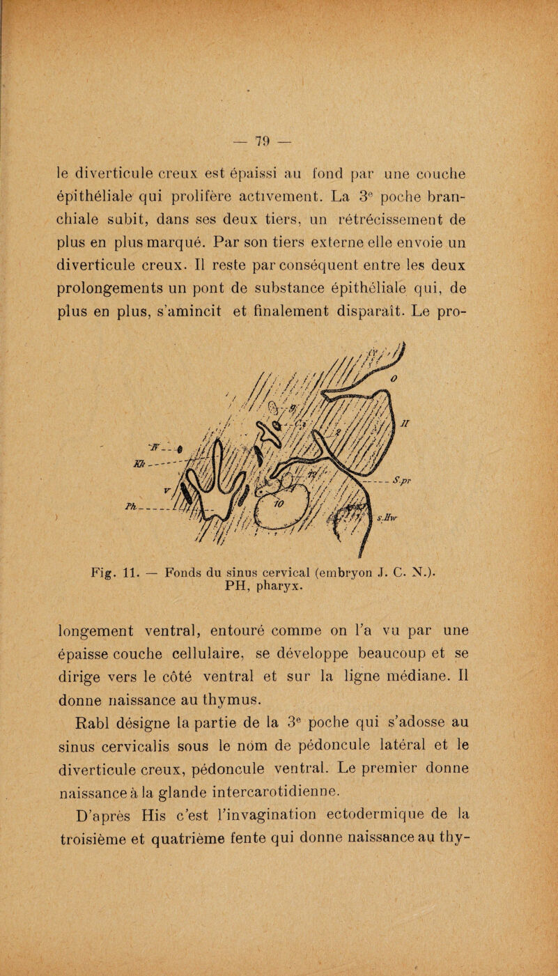 le diverticule creux est épaissi au fond par une couche épithéliale qui prolifère activement. La 3e poche bran¬ chiale subit, dans ses deux tiers, un rétrécissement de plus en plus marqué. Par son tiers externe elle envoie un diverticule creux. Il reste par conséquent entre les deux prolongements un pont de substance épithéliale qui, de plus en plus, s’amincit et finalement disparaît. Le pro- Fig. 11. — Fonds du sinus cervical (embryon J. C. N.). PH, pharyx. longement ventral, entouré comme on Y a vu par une épaisse couche cellulaire, se développe beaucoup et se dirige vers le côté ventral et sur la ligne médiane. Il donne naissance au thymus. Rabl désigne la partie de la 3e poche qui s’adosse au sinus cervicalis sous le nom de pédoncule latéral et le diverticule creux, pédoncule ventral. Le premier donne naissance à la glande intercarotidienne. D’après His c’est l’invagination ectodermique de la troisième et quatrième fente qui donne naissance au thy-