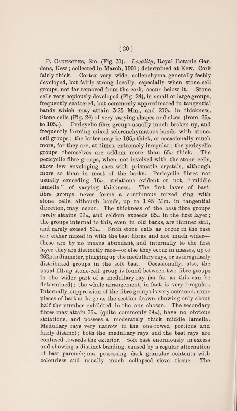 P. Canescens, Sm. (Pig. 31).—Locality, Royal Botanic Gar¬ dens, Kew ; collected in March, 1901; determined at Kew. Cork fairly thick. Cortex very wide, collenchyma generally feebly developed, but fairly strong locally, especially when stone-cell groups, not far removed from the cork, occur below it. Stone cells very copiously developed (Fig. 24), in small or large groups, frequently scattered, but commonly approximated in tangential bands which may attain 3’25 Mm., and 210/a in thickness. Stone cells (Fig. 24) of very varying shapes and sizes (from 26/a to 105/a). Pericyclic fibre groups usually much broken up, and frequently forming mixed sclerenchymatous bands with stone¬ cell groups : the latter may be 105/a thick, or occasionally much more, for they are, at times, extremely irregular; the pericyclic groups themselves are seldom more than 65/a thick. The pericyclic fibre groups, when not involved with the stone cells, show few enveloping sacs with prismatic crystals, although more so than in most of the barks. Pericyclic fibres not usually exceeding 16/a, striations evident or not, “ middle lamella” of varying thickness. The first layer of bast- fibre groups never forms a continuous mixed ring with stone cells, although bands, up to 1-45 Mm. in tangential direction, may occur. The thickness of the bast-fibre groups rarely attains 92aa, and seldom exceeds 65/a in the first layer; the groups internal to this, even in old barks, are thinner still, and rarely exceed 52/a. Such stone cells as occur in the bast are either mixed in with the bast fibres and not much wider— these are by no means abundant, and internally to the first layer they are distinctly rare—or else they occur in masses, up to 262/a in diameter, plugging up the medullary rays, or as irregularly distributed groups in the soft bast. Occasionally, also, the usual fill-up stone-cell group is found between two fibre groups in the wider part of a medullary ray (as far as this can be determined): the whole arrangement, in fact, is very irregular. Internally, suppression of the fibre groups is very common, some pieces of bark as large as the section drawn showing only about half the number exhibited in the one chosen. The secondary fibres may attain 26/a (quite commonly 24/a), have no obvious striations, and possess a moderately thick middle lamella. Medullary rays very narrow in the one-rowed portions and fairly distinct; both the medullary rays and the bast rays are confused towards the exterior. Soft bast enormously in excess and showing a distinct banding, caused by a regular alternation of bast parenchyma possessing dark granular contents with colourless and usually much collapsed sieve tissue. The