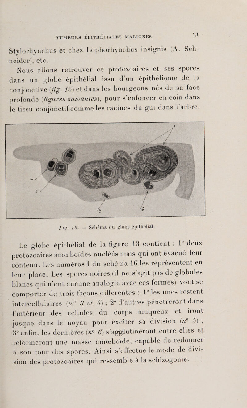 3T Stylorhynchus et chez Lophorhynchus insignis (A. Sch¬ neider), etc. Nous allons retrouver ce protozoaires et ses spores dans un globe épithélial issu d un épithéliome de la conjonctive (//g. 15) et dans les bourgeons nés de sa face profonde {figures suivantes), pour s’enfoncer en coin dans le tissu conjonctif comme les racines du gui dans 1 arbre. Fig. 16. — Schéma du globe épithélial. Le globe épithélial de la figure 13 contient : 1° deux protozoaires amœboïdes nucléés mais qui ont évacué leur contenu. Les numéros 1 du schéma 16 les représentent en leur place. Les spores noires (il ne s’agit pas de globules blancs qui n'ont aucune analogie avec ces formes) vont se comporter de trois façons différentes : 1° les unes restent intercellulaires {/i0i 3 et 4) ; 2° d’autres pénétreront dans 1 intérieur des cellules du corps muqueux et uont jusque dans le noyau pour exciter sa division {n° 5) ; 3° enfin, les dernières (n° 6) s’agglutineront entre elles et reformeront une masse amœboïde, capable de redonnei à son tour des spores. Ainsi s effectue le mode de divi¬ sion des protozoaires qui ressemble à la schizogonie.